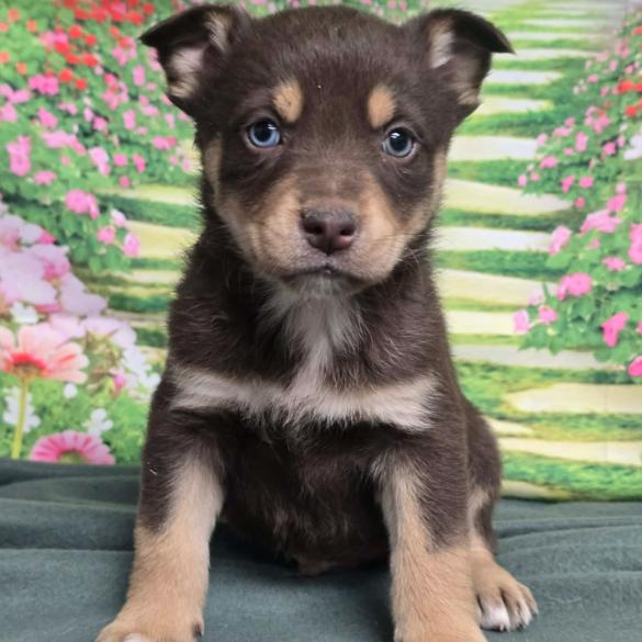 Enlarge Jem, a Adoptable mixed breed in Fort Collins, CO image 6/6