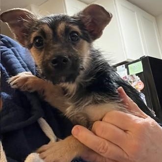 Juanita, adopted, Puppy Female Yorkshire Terrier & Chihuahua.