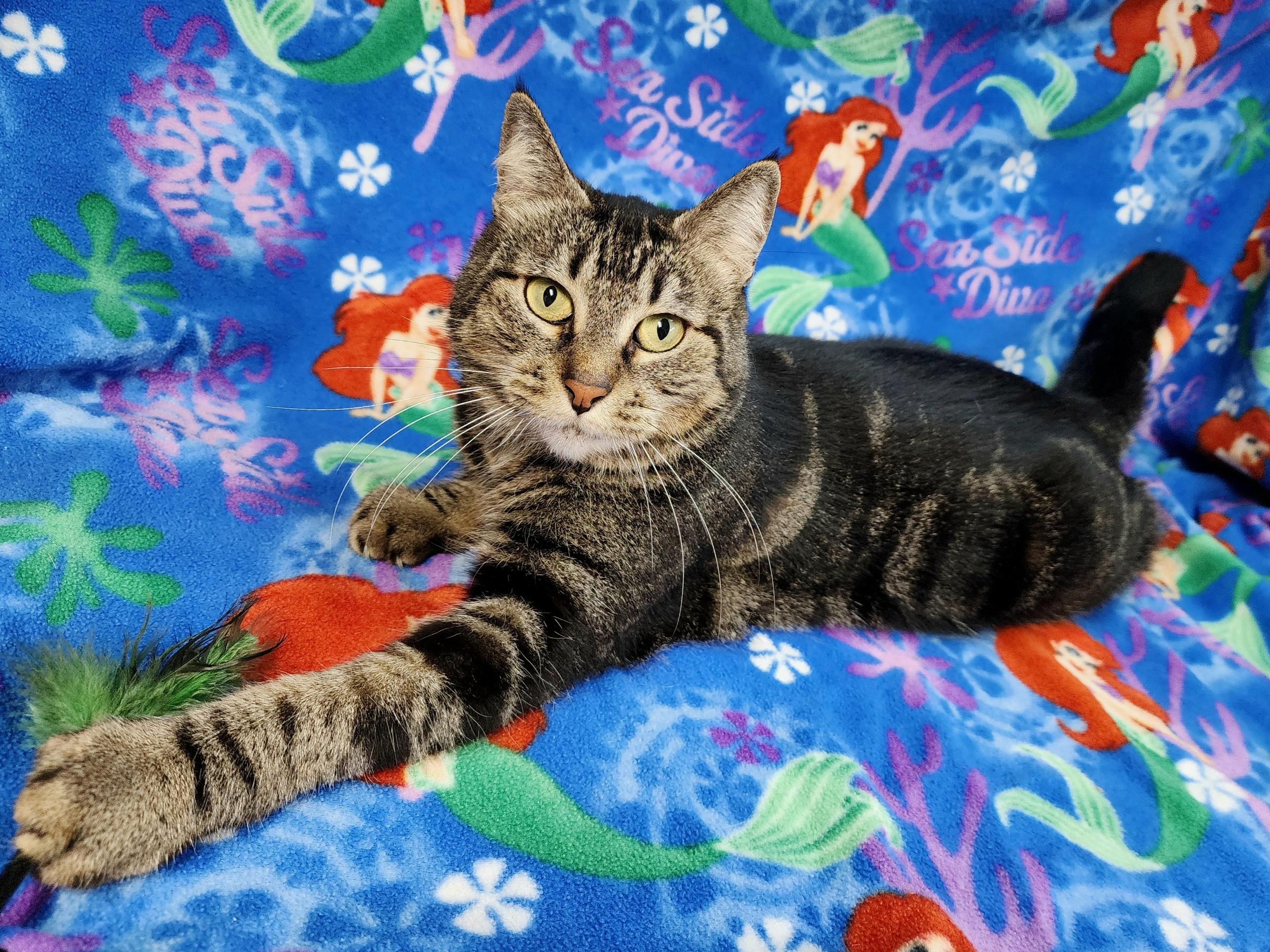 Pebbles, Adult Female Domestic Short Hair