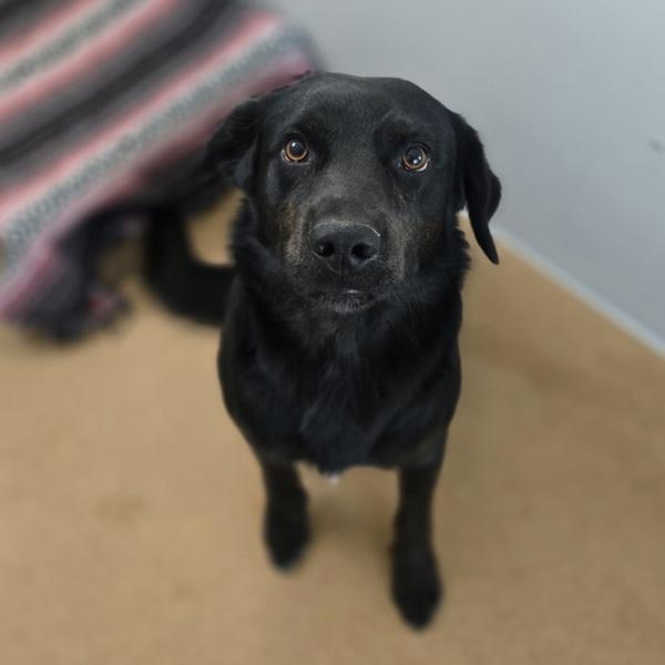 Enzo, Adoptable, Adult Male Labrador Retriever & Rottweiler.
