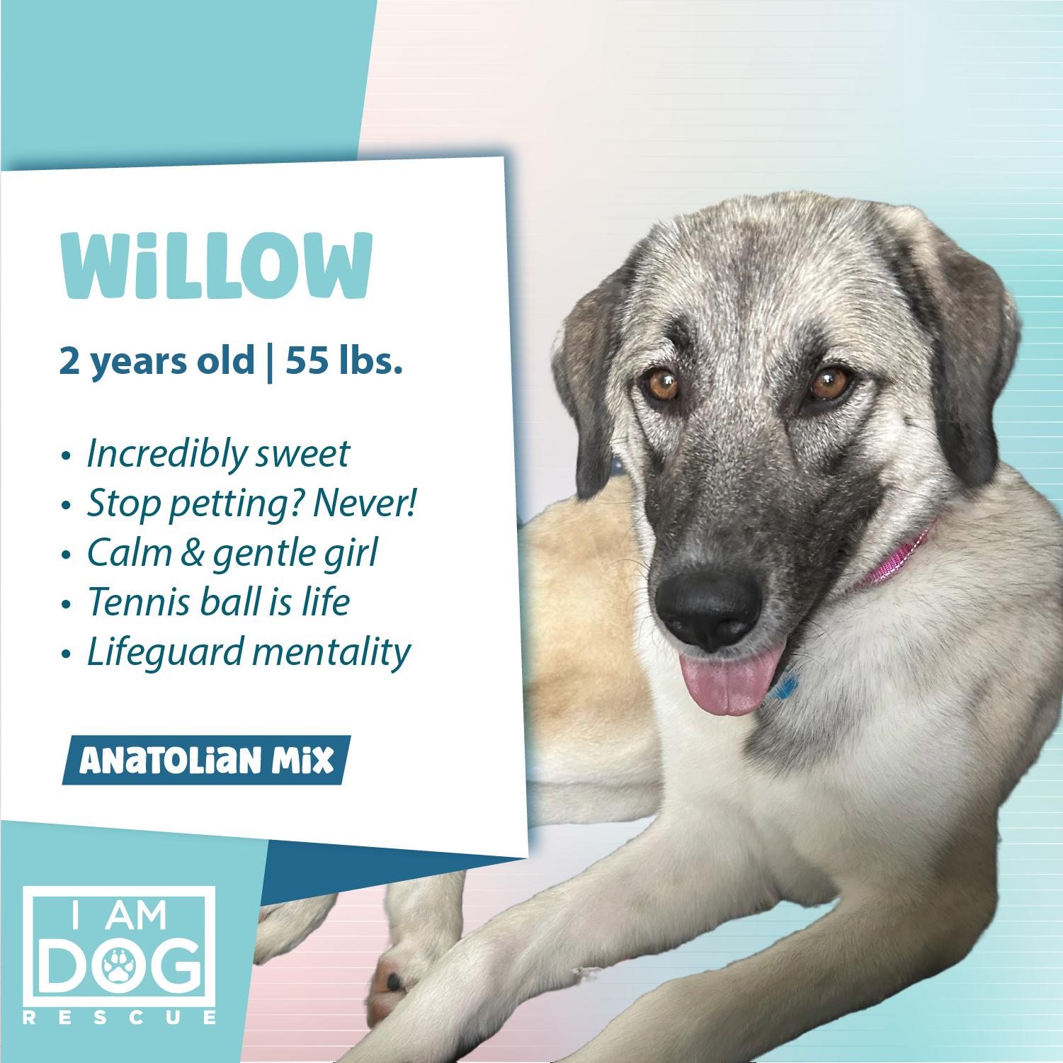 Enlarge Willow, a Adopted mixed breed in Cross Roads, TX image 1/6