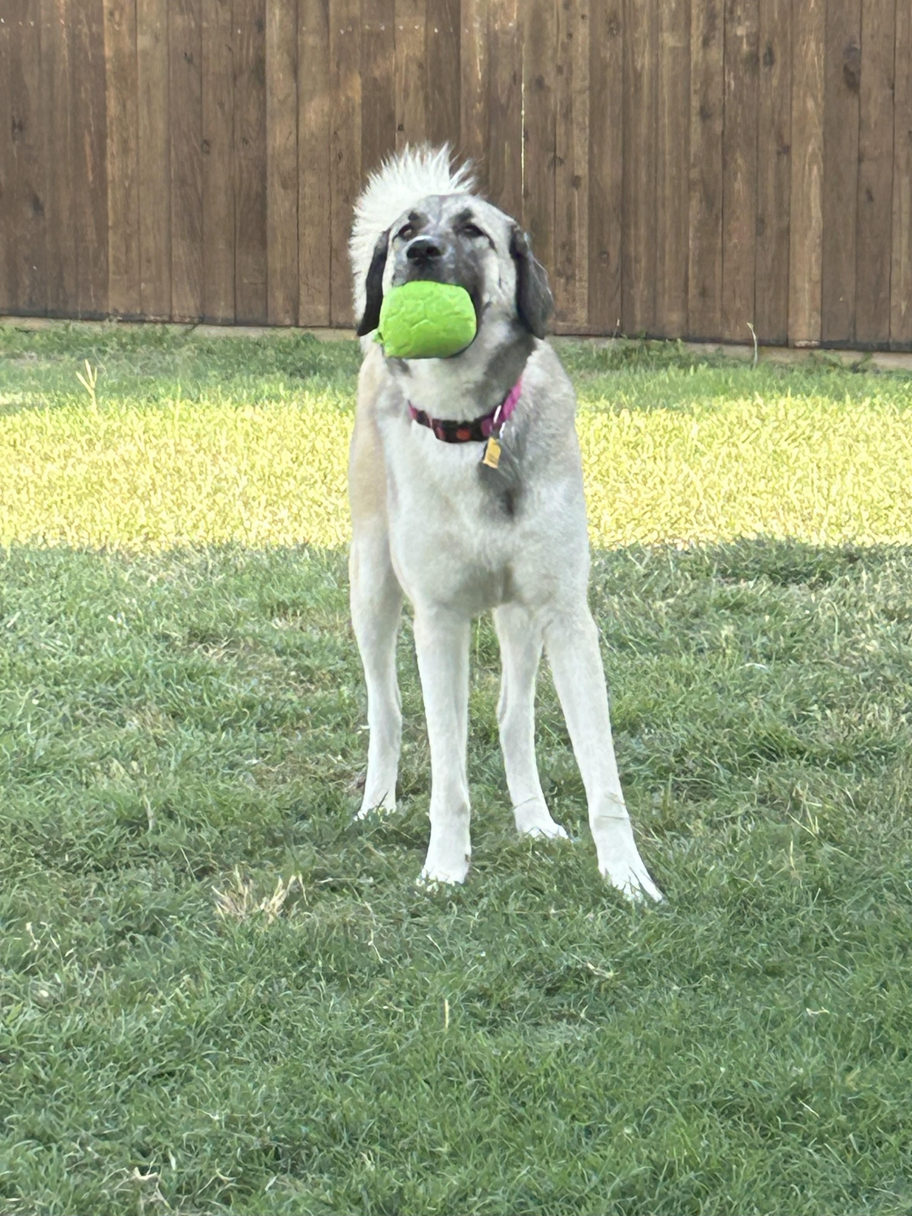 Enlarge Willow, a Adopted mixed breed in Cross Roads, TX image 4/6