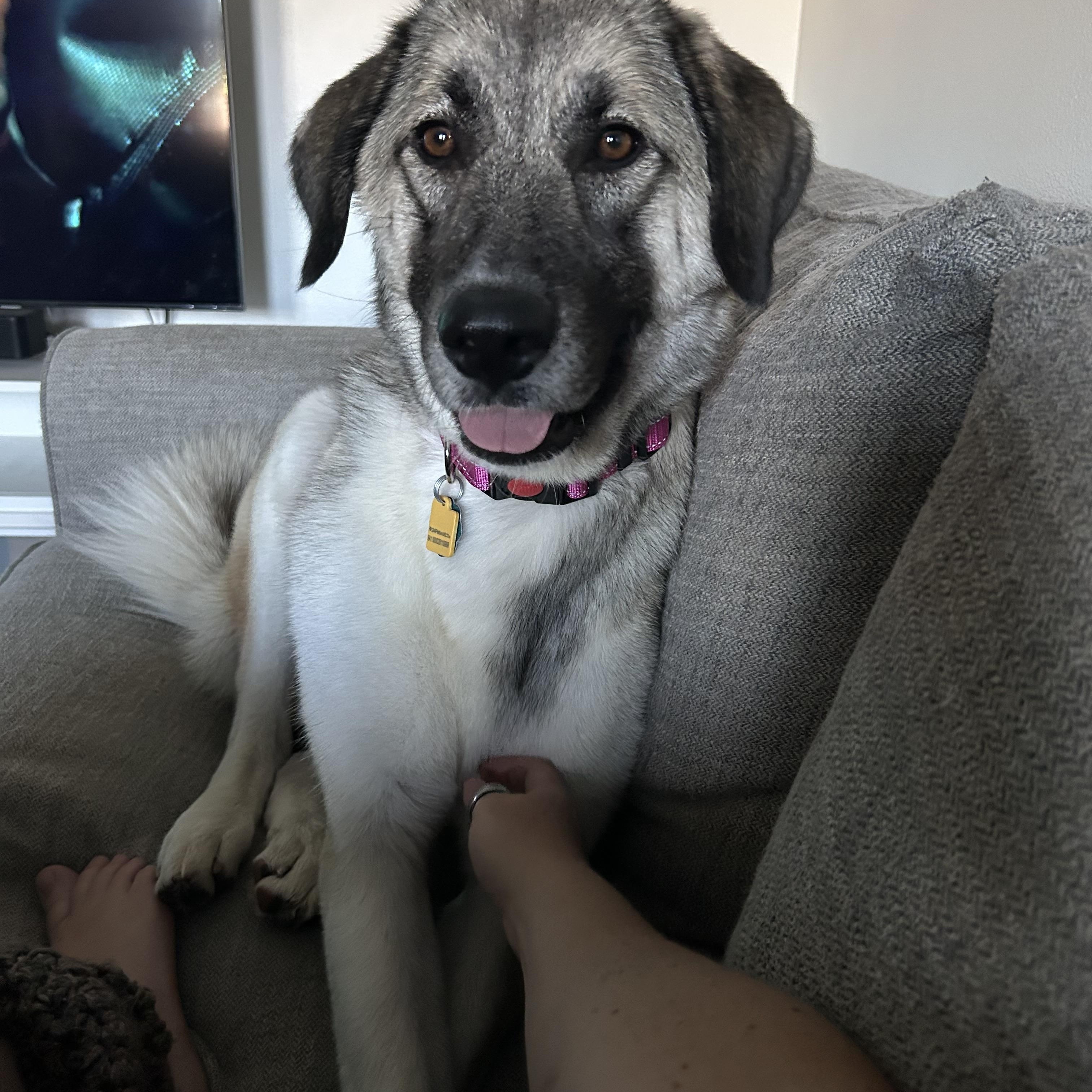 Enlarge Willow, a Adopted mixed breed in Cross Roads, TX image 2/6