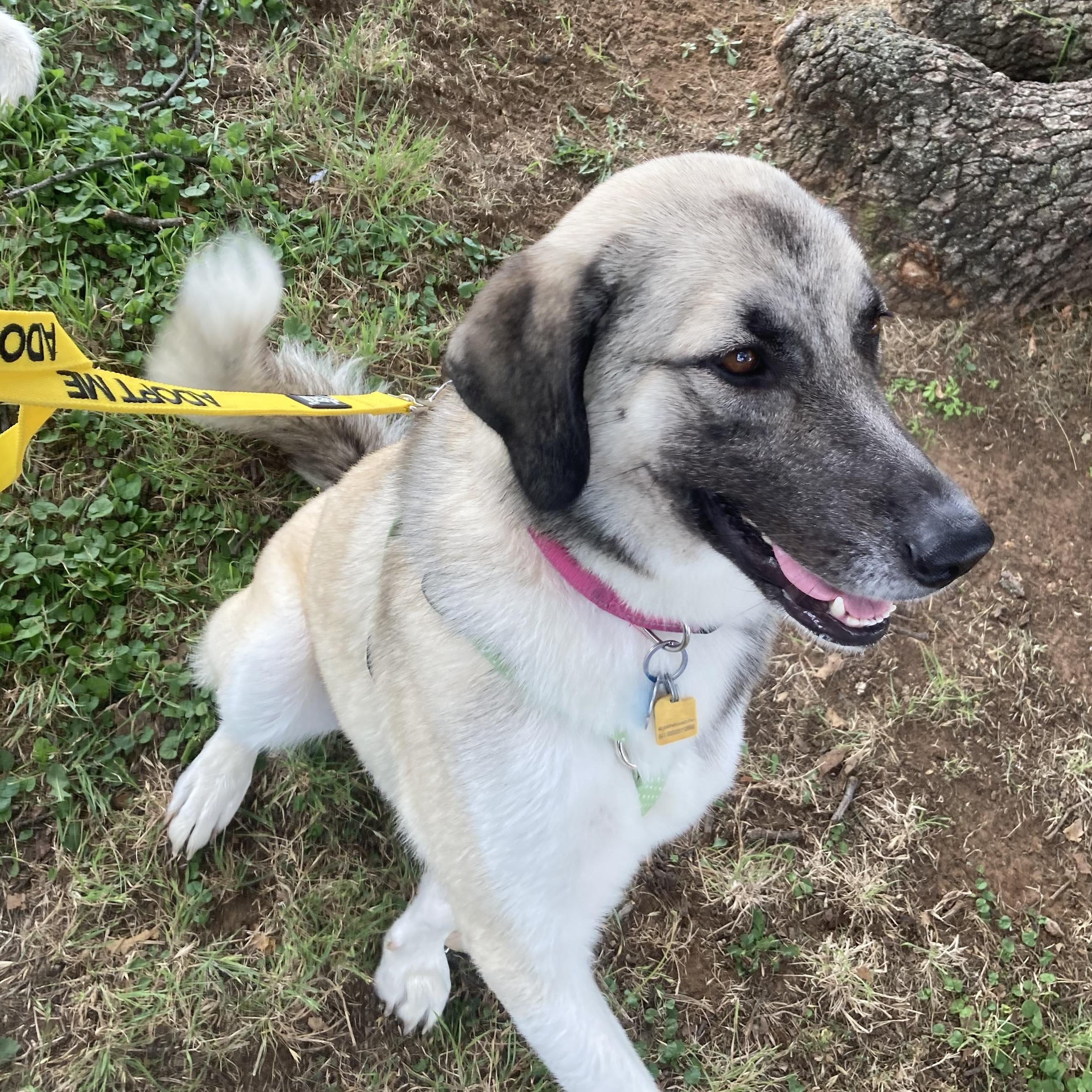 Enlarge Willow, a Adopted mixed breed in Cross Roads, TX image 3/6