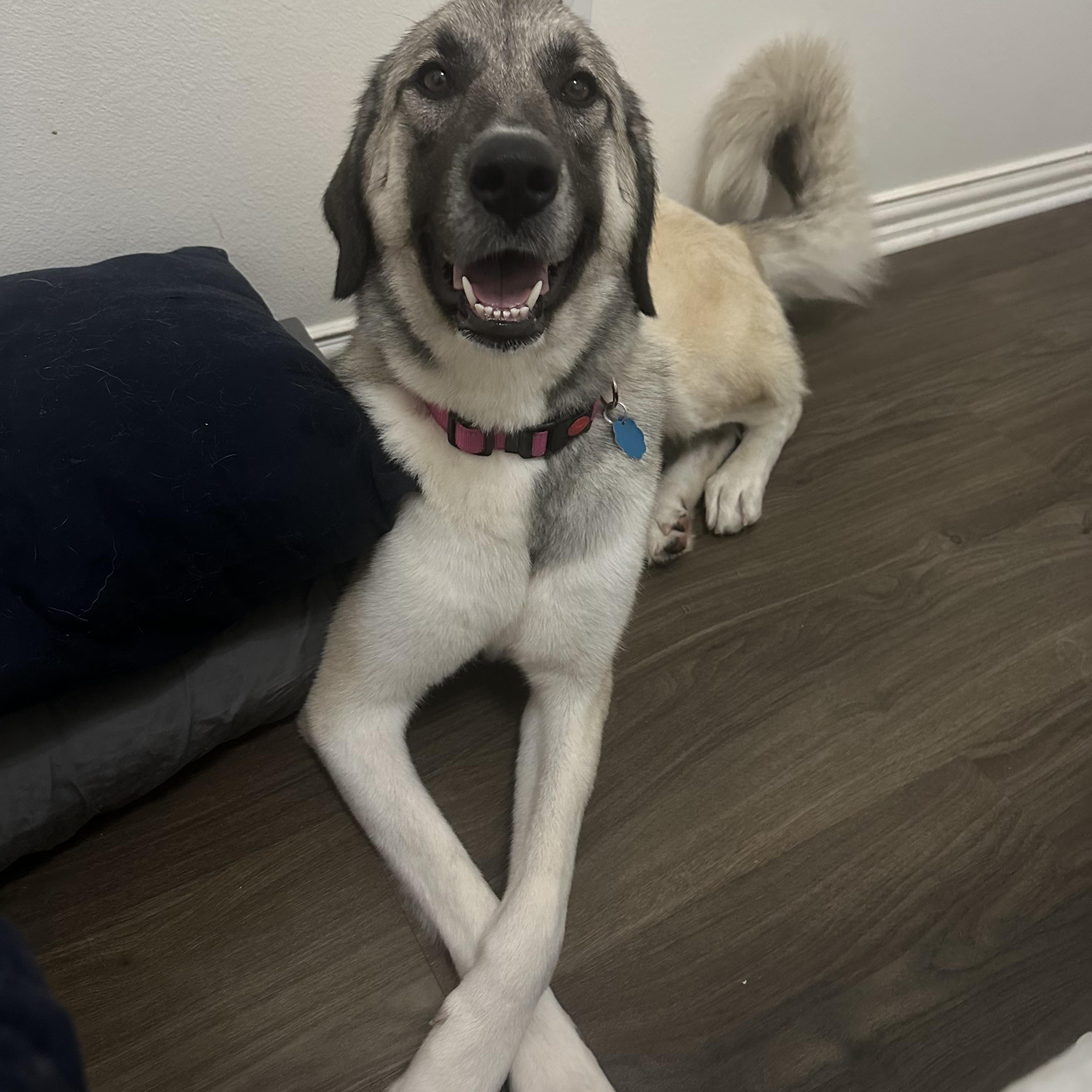 Enlarge Willow, a Adopted mixed breed in Cross Roads, TX image 5/6