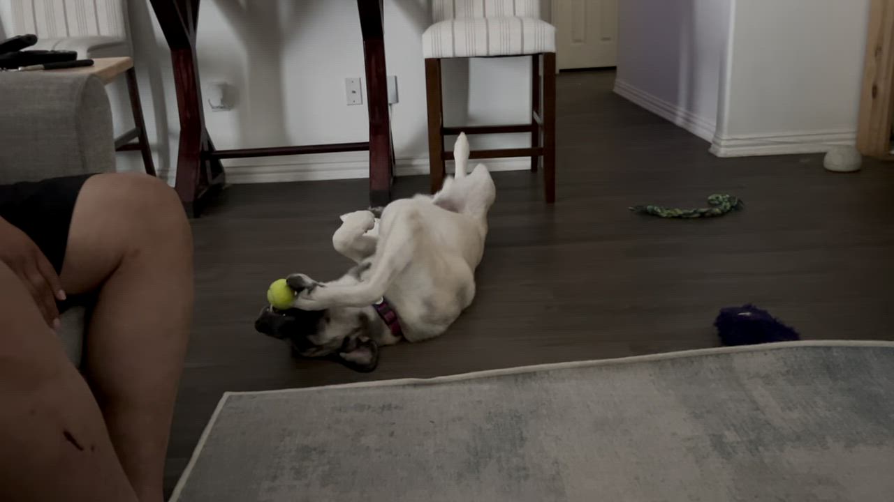 Enlarge Willow, a Adopted mixed breed in Cross Roads, TX video 6/6