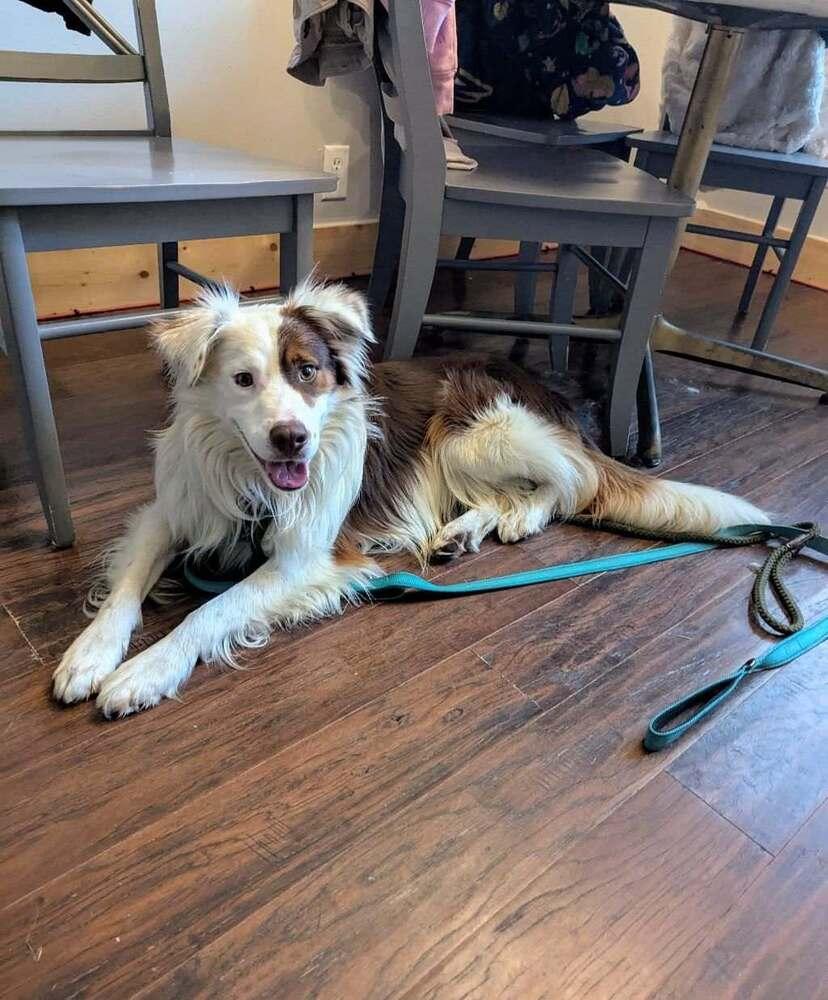 Tramp TN, a Adoptable Australian Shepherd in Nashville, TN image 1/2