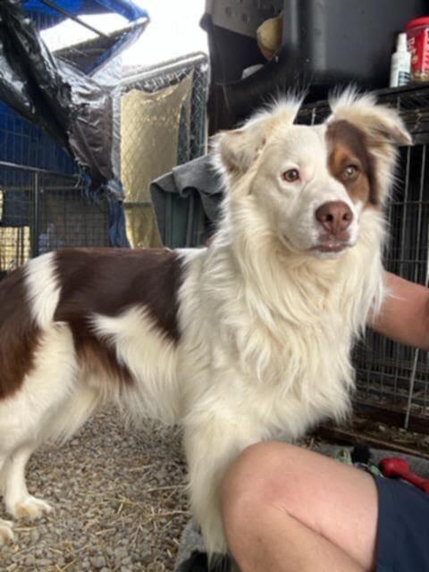 Tramp TN, Adoptable, Adult Male Australian Shepherd.