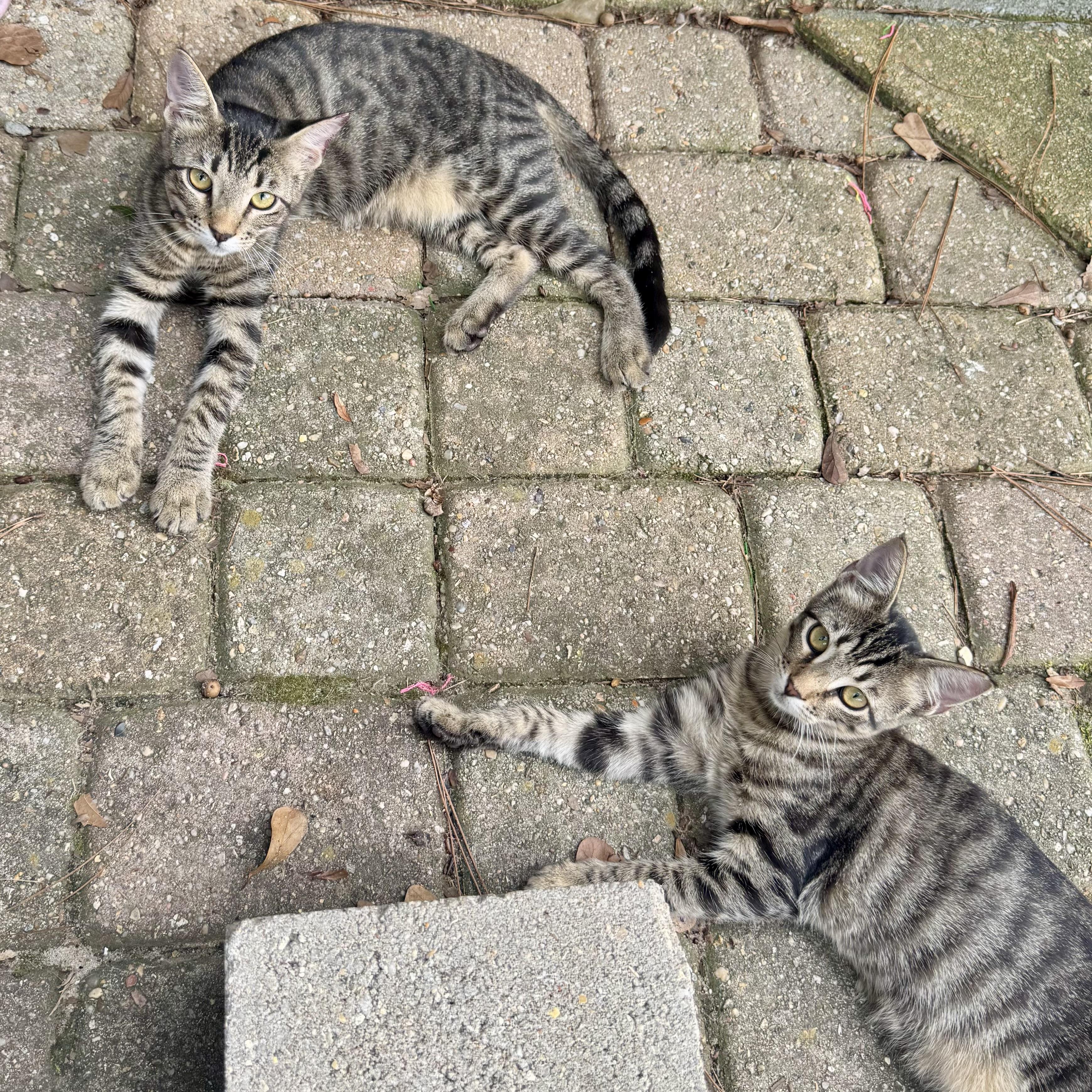 Enlarge Thing 1 & Thing 2, a Adoptable Domestic Short Hair in Hammond, LA image 1/6