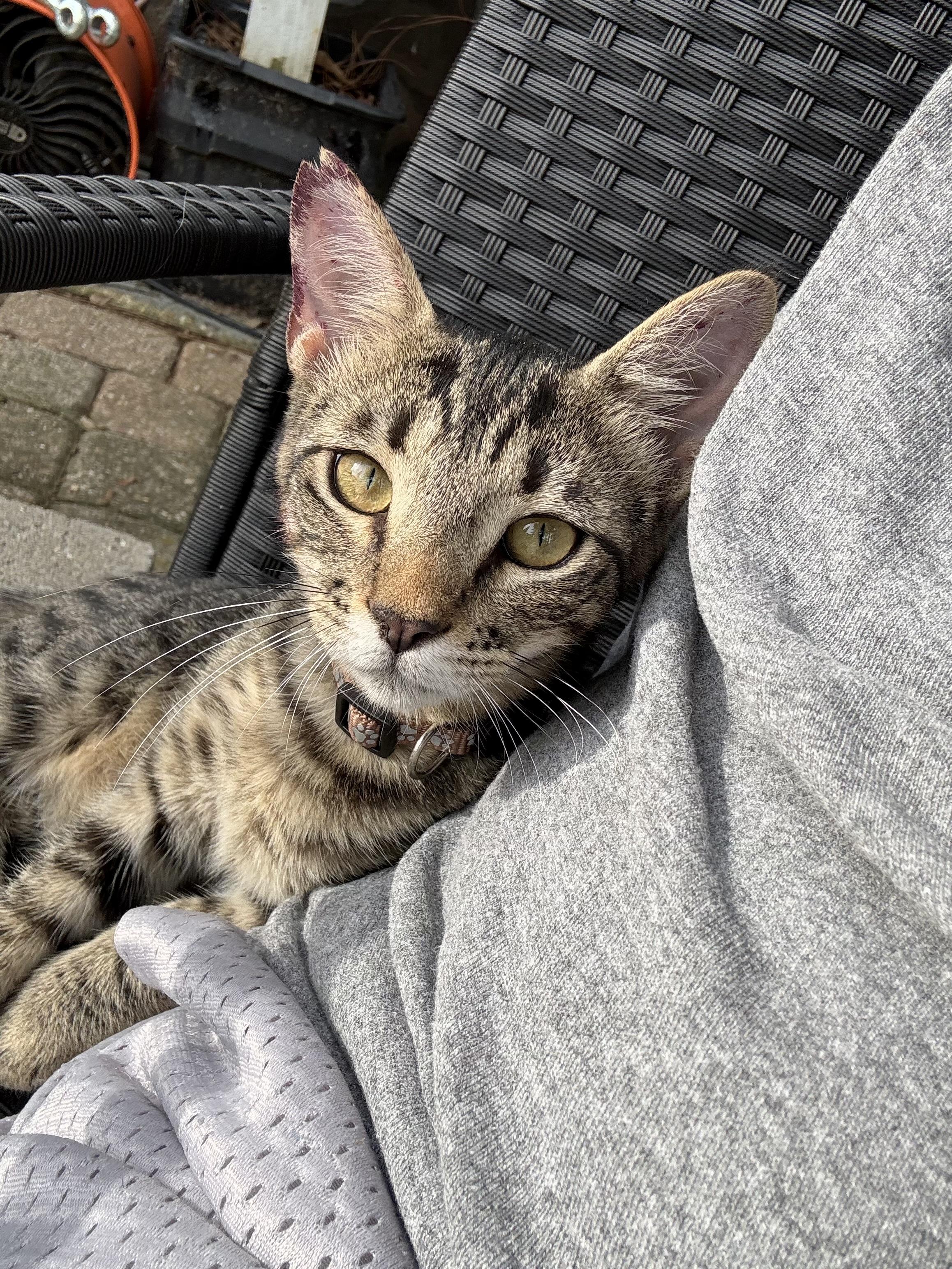 Enlarge Thing 1 & Thing 2, a Adoptable Domestic Short Hair in Hammond, LA image 2/6