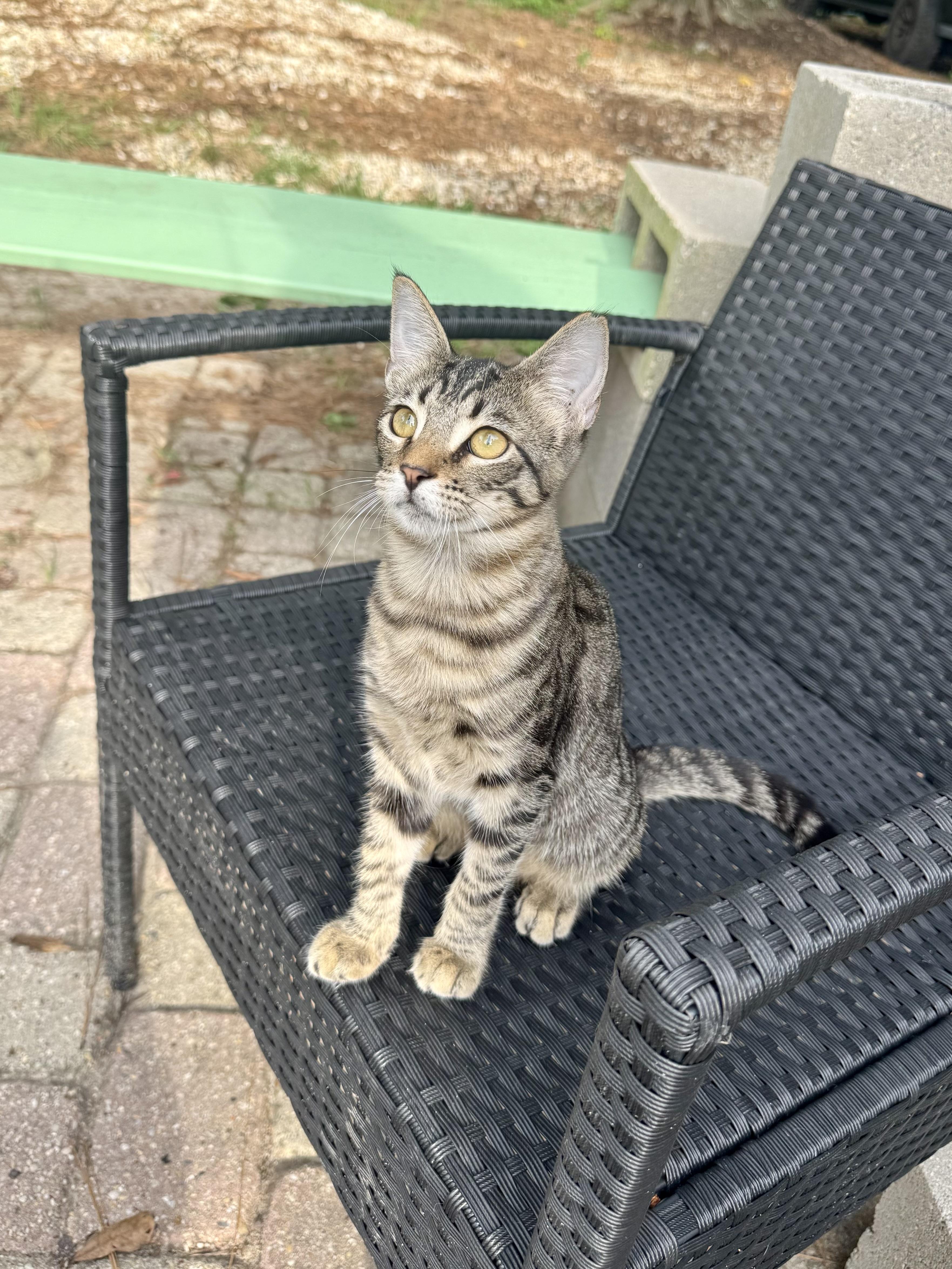 Enlarge Thing 1 & Thing 2, a Adoptable Domestic Short Hair in Hammond, LA image 3/6