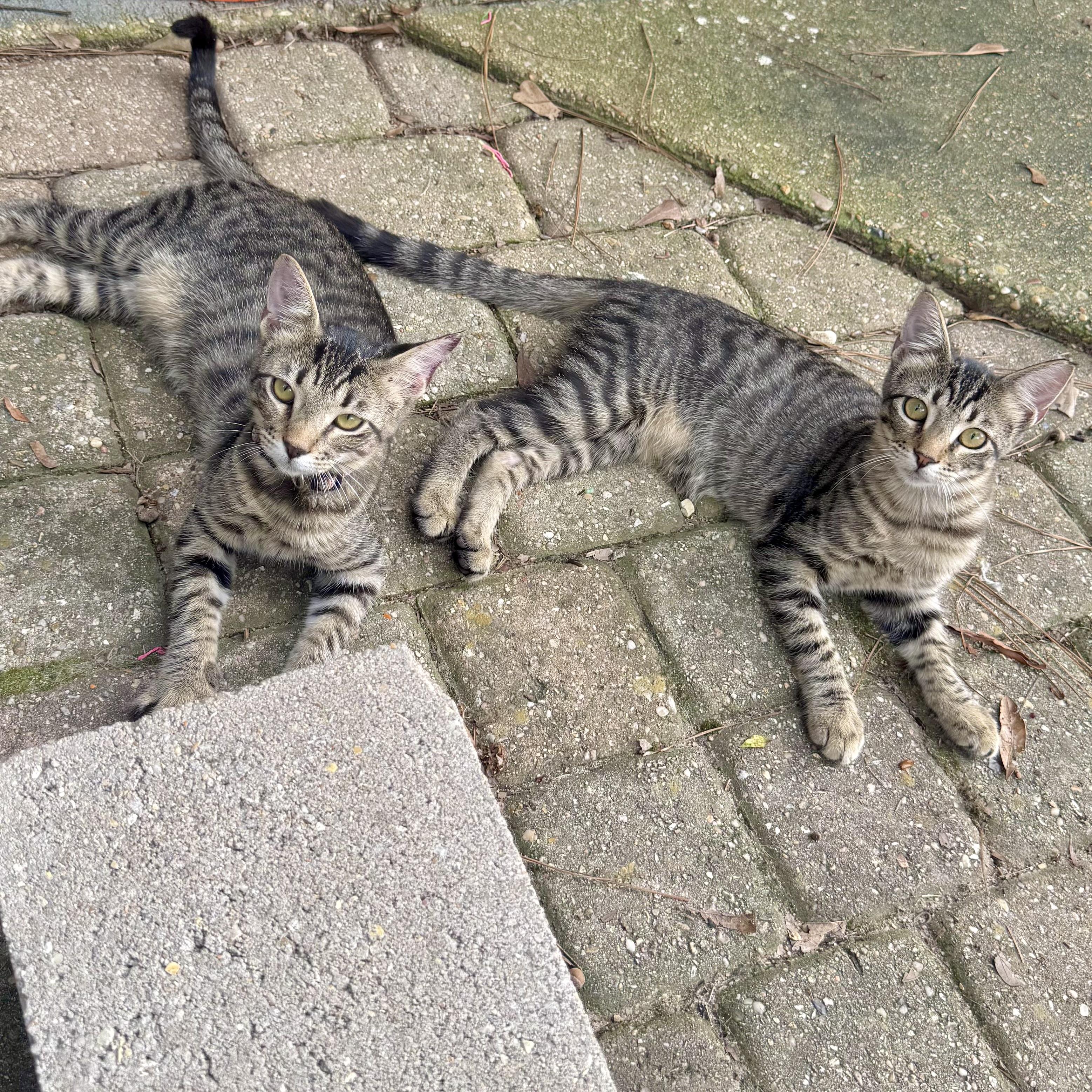 Enlarge Thing 1 & Thing 2, a Adoptable Domestic Short Hair in Hammond, LA image 4/6