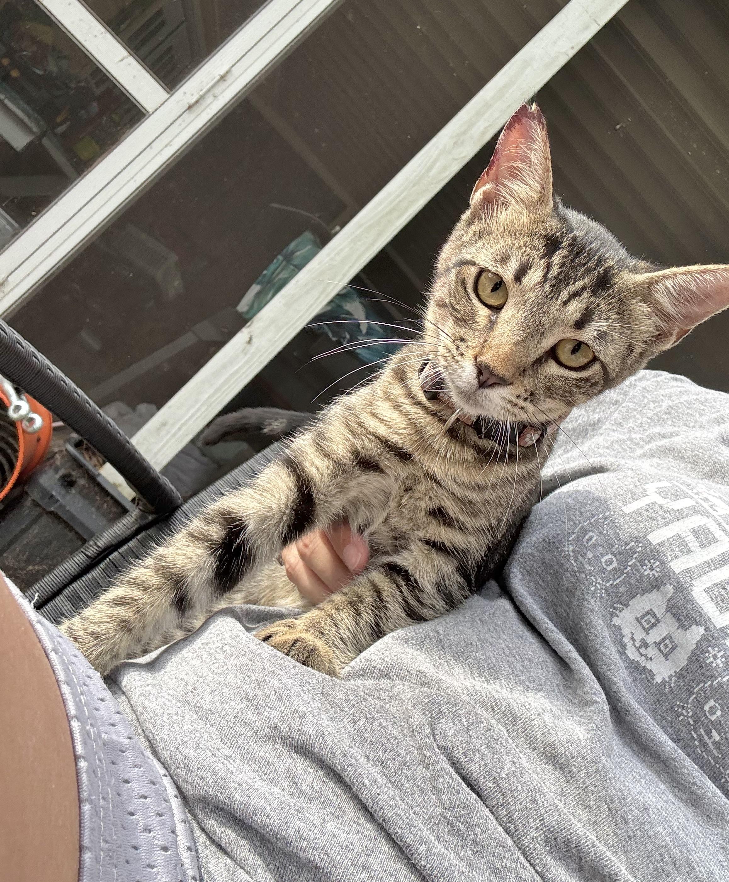 Enlarge Thing 1 & Thing 2, a Adoptable Domestic Short Hair in Hammond, LA image 5/6