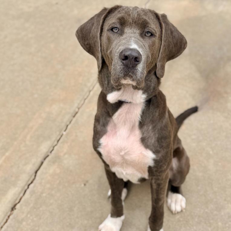 Sally, ADOPTABLE, Young Female Great Dane & Mixed Breed.