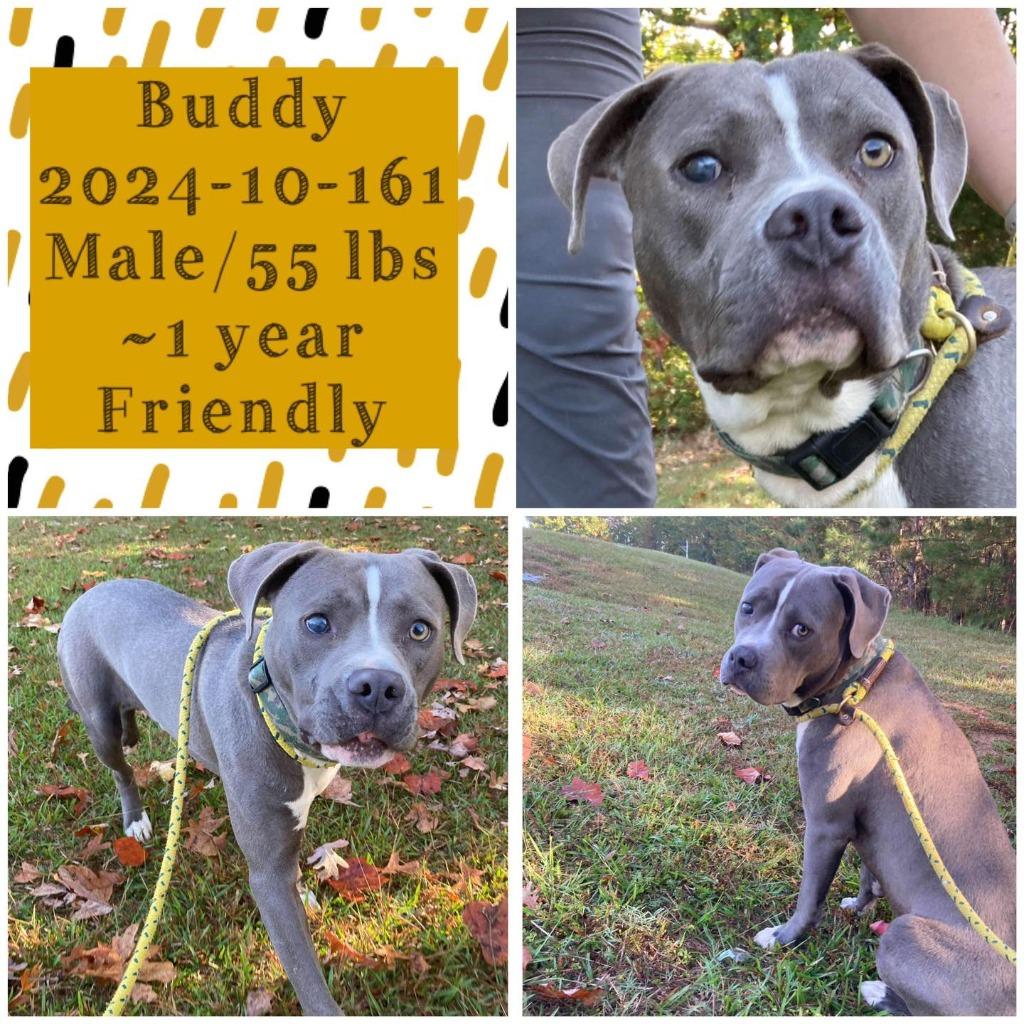 2024-10-161 *Buddy*, Adoptable, Adult Male Pit Bull Terrier.