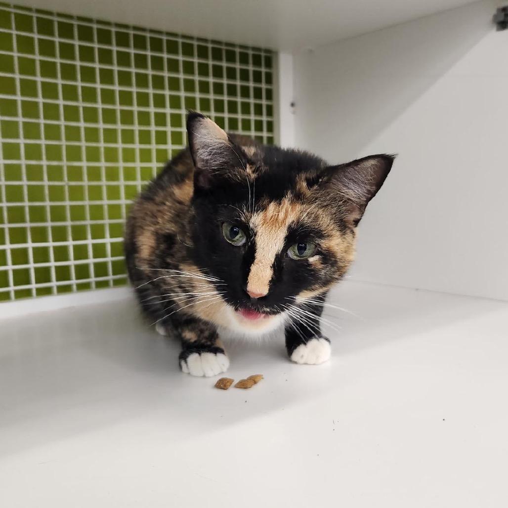 Enlarge Lucinda, a Adoptable Domestic Short Hair in Bessemer, AL image 1/6
