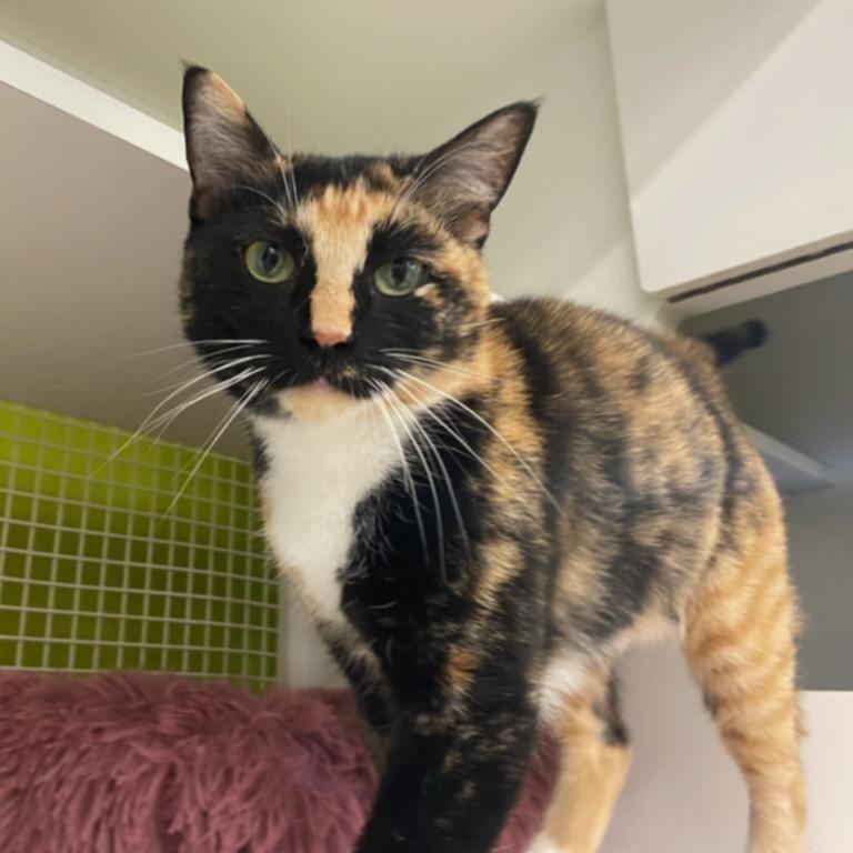 Enlarge Lucinda, a Adoptable Domestic Short Hair in Bessemer, AL image 2/6