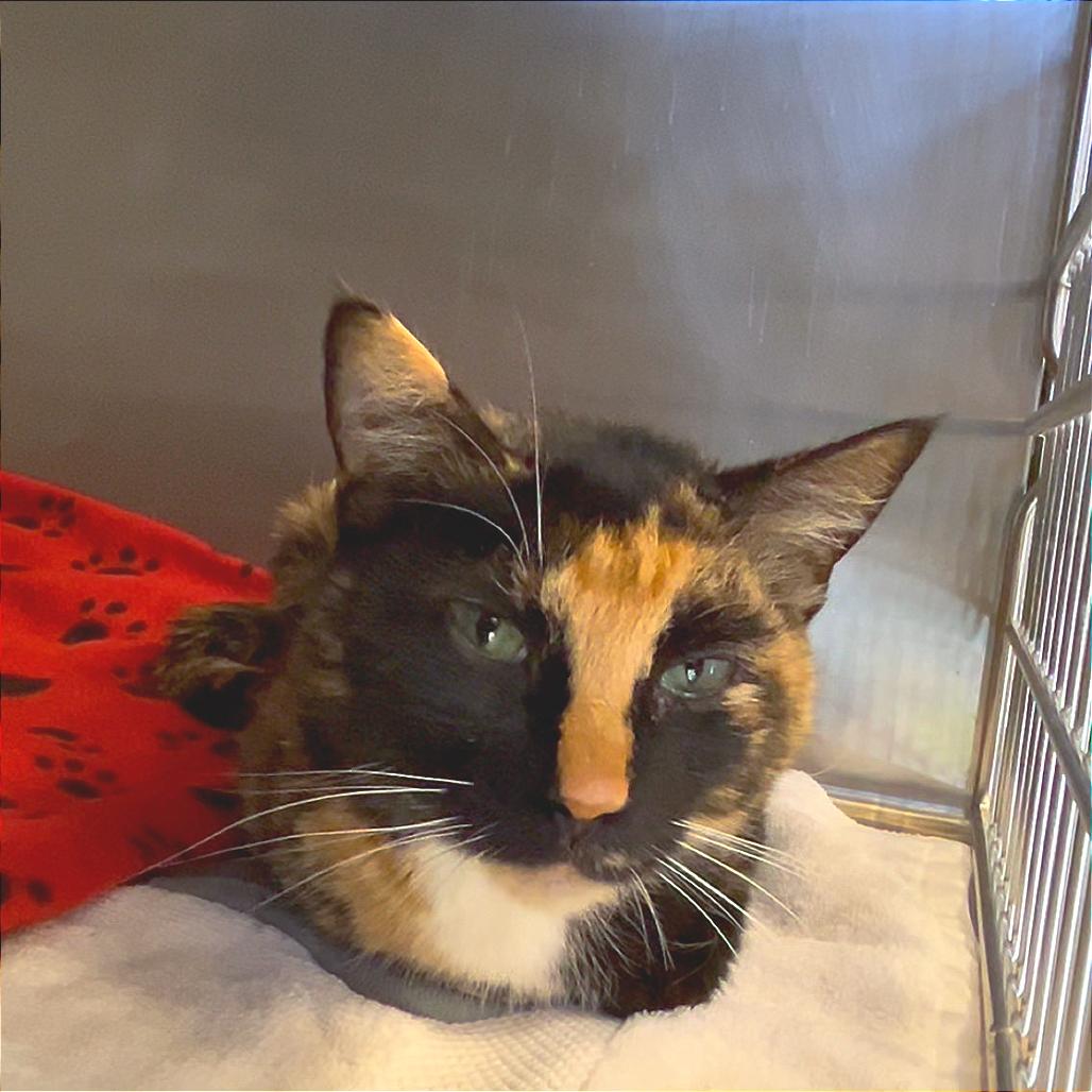 Enlarge Lucinda, a Adoptable Domestic Short Hair in Bessemer, AL image 3/6