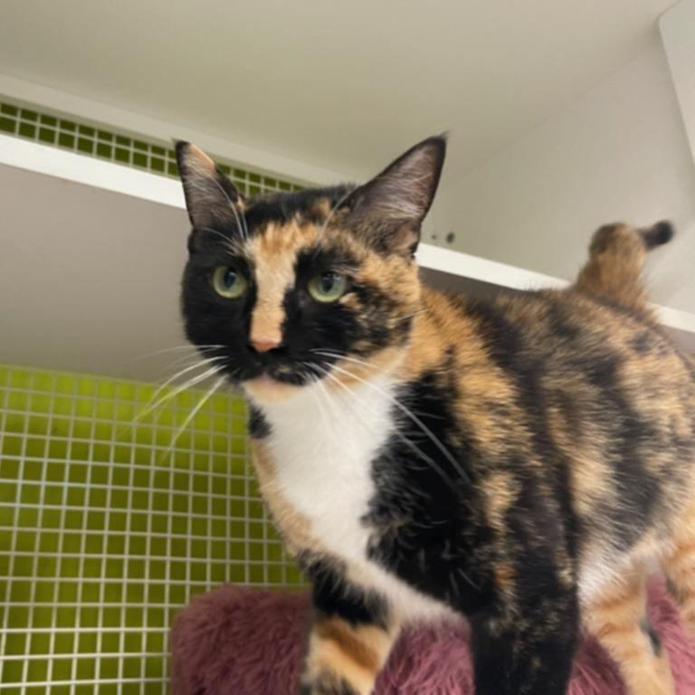 Enlarge Lucinda, a Adoptable Domestic Short Hair in Bessemer, AL image 4/6