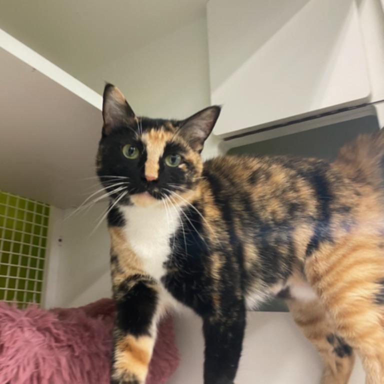 Enlarge Lucinda, a Adoptable Domestic Short Hair in Bessemer, AL image 5/6