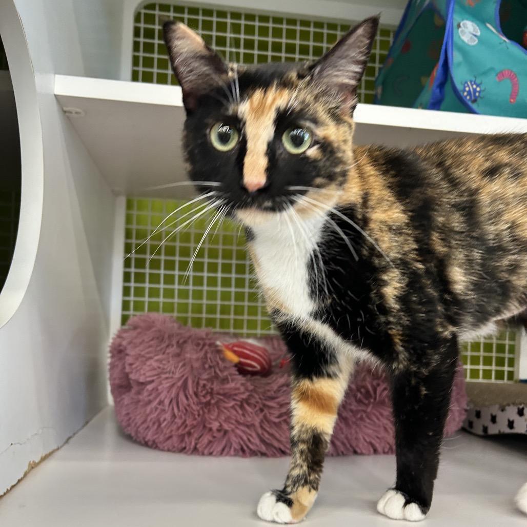 Enlarge Lucinda, a Adoptable Domestic Short Hair in Bessemer, AL image 6/6