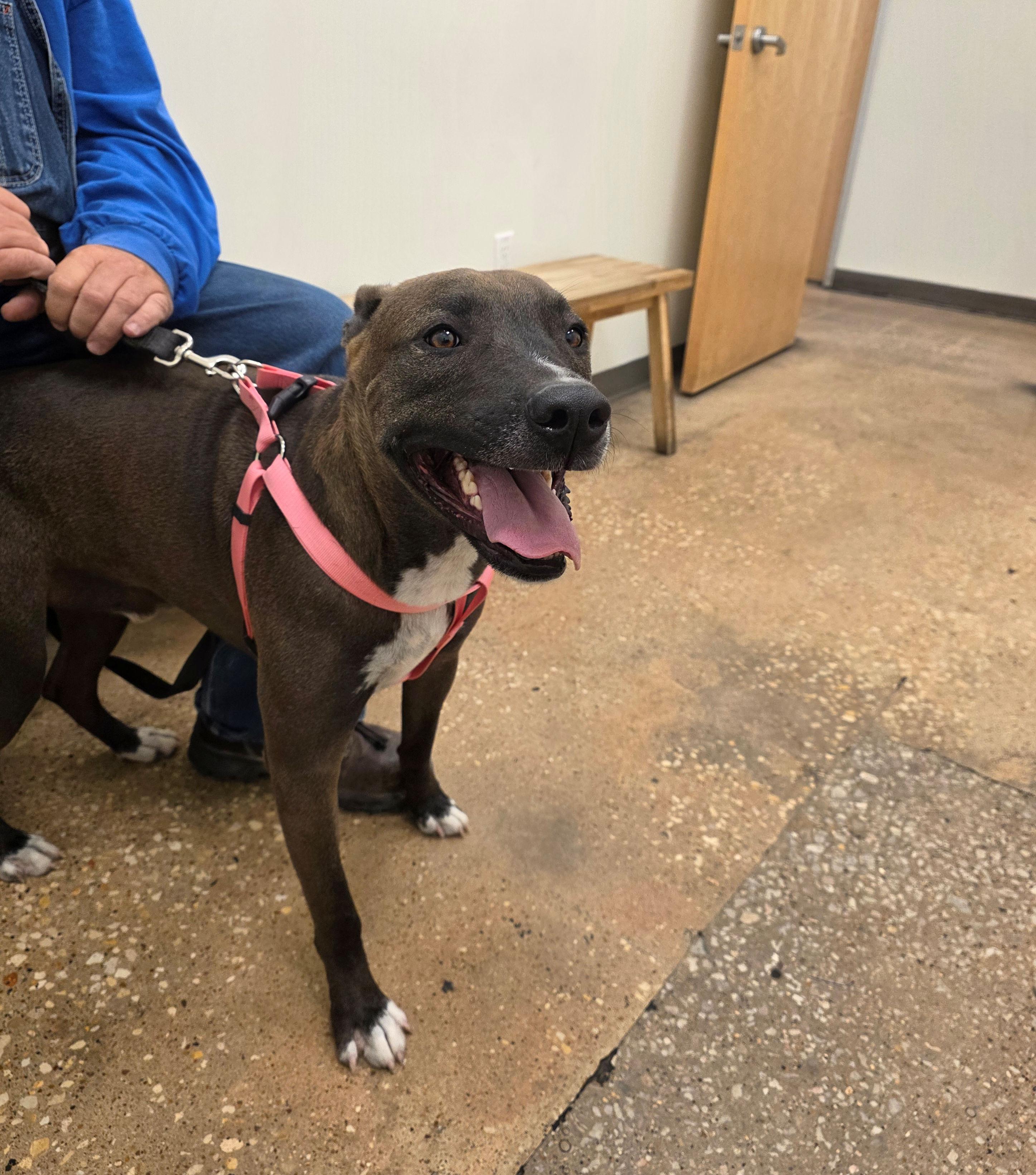 Tackle, a Adoptable mixed breed in Pflugerville, TX image 2/6