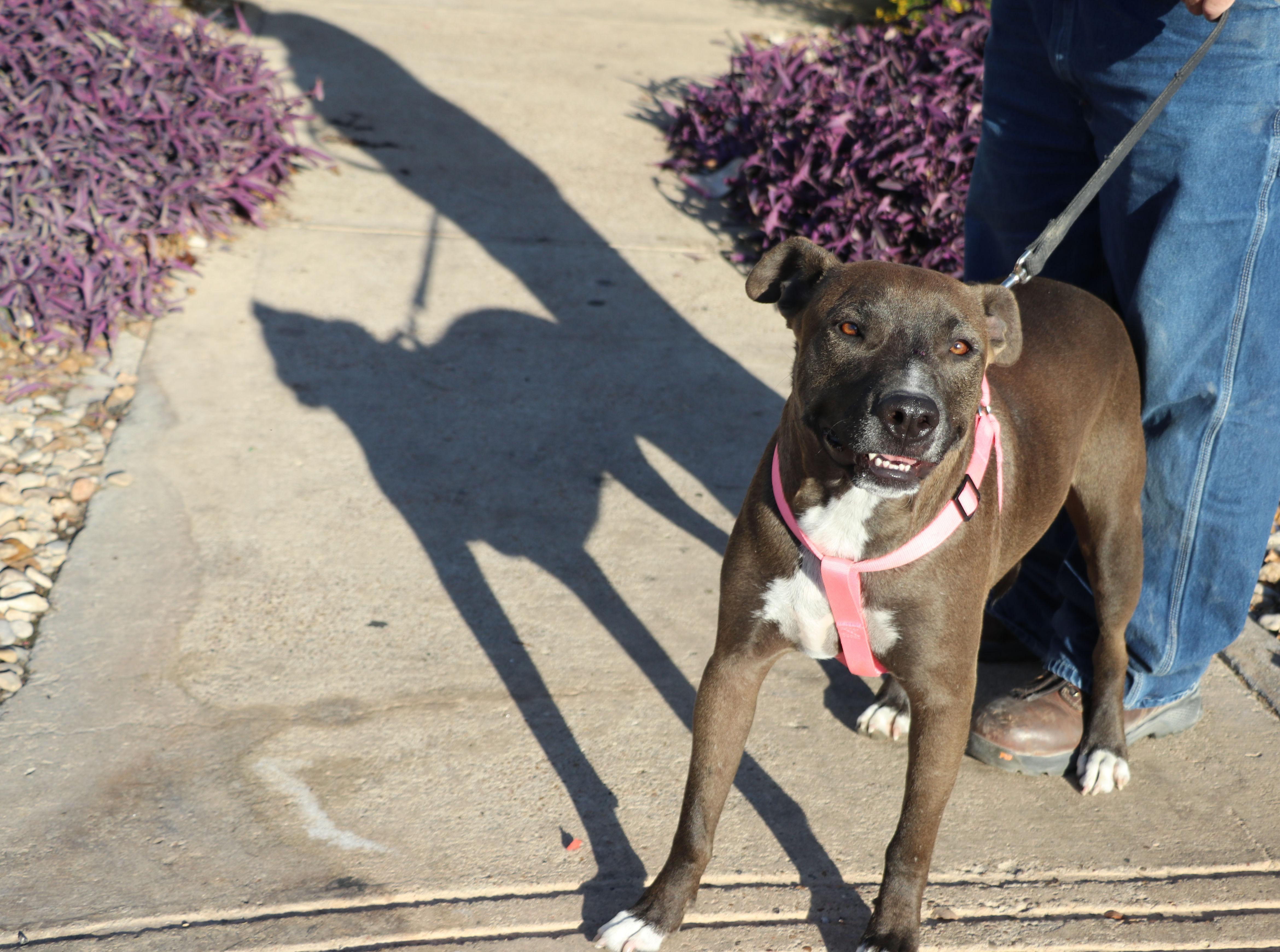Tackle, a Adoptable mixed breed in Pflugerville, TX image 4/6