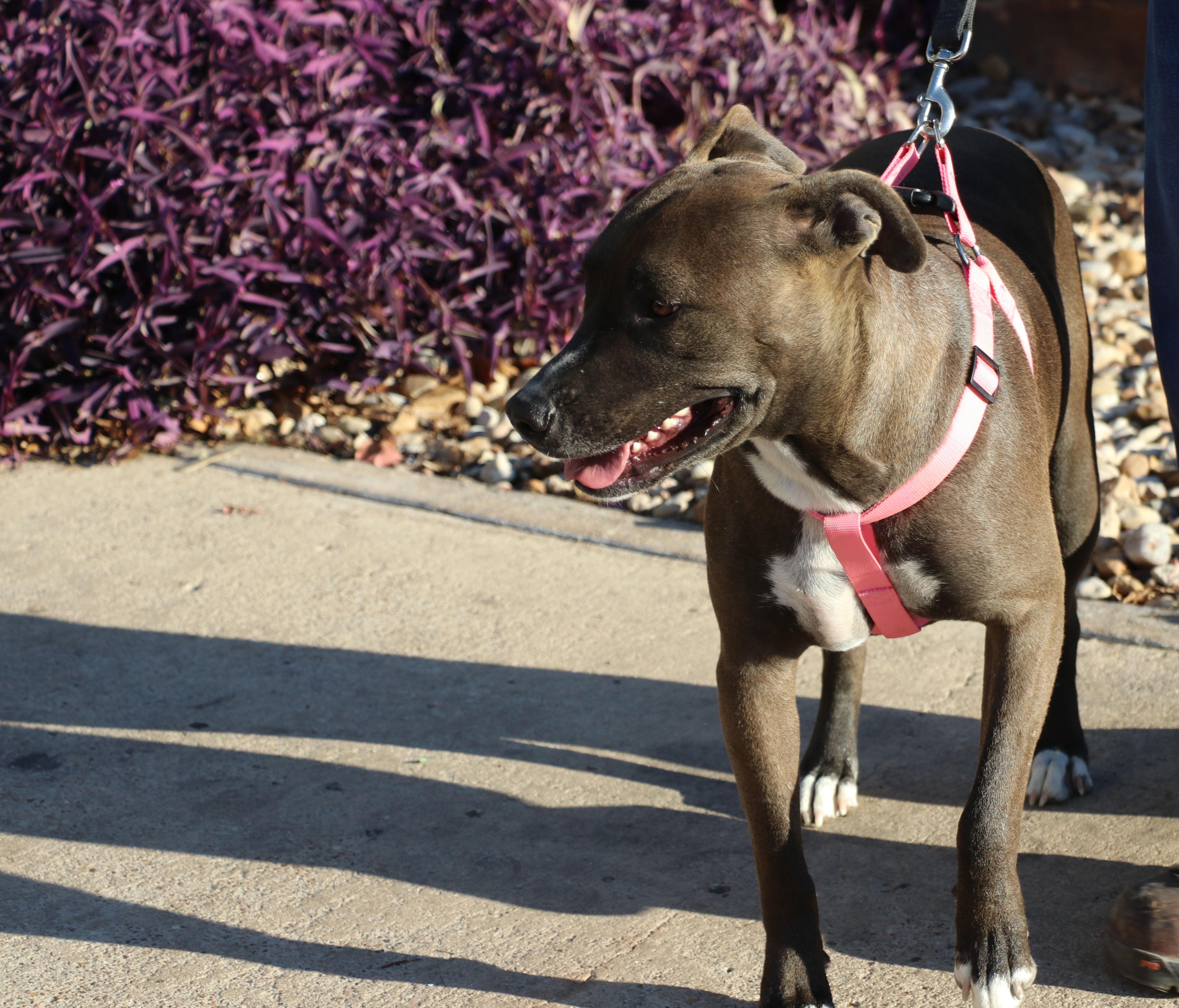 Tackle, a Adoptable mixed breed in Pflugerville, TX image 6/6
