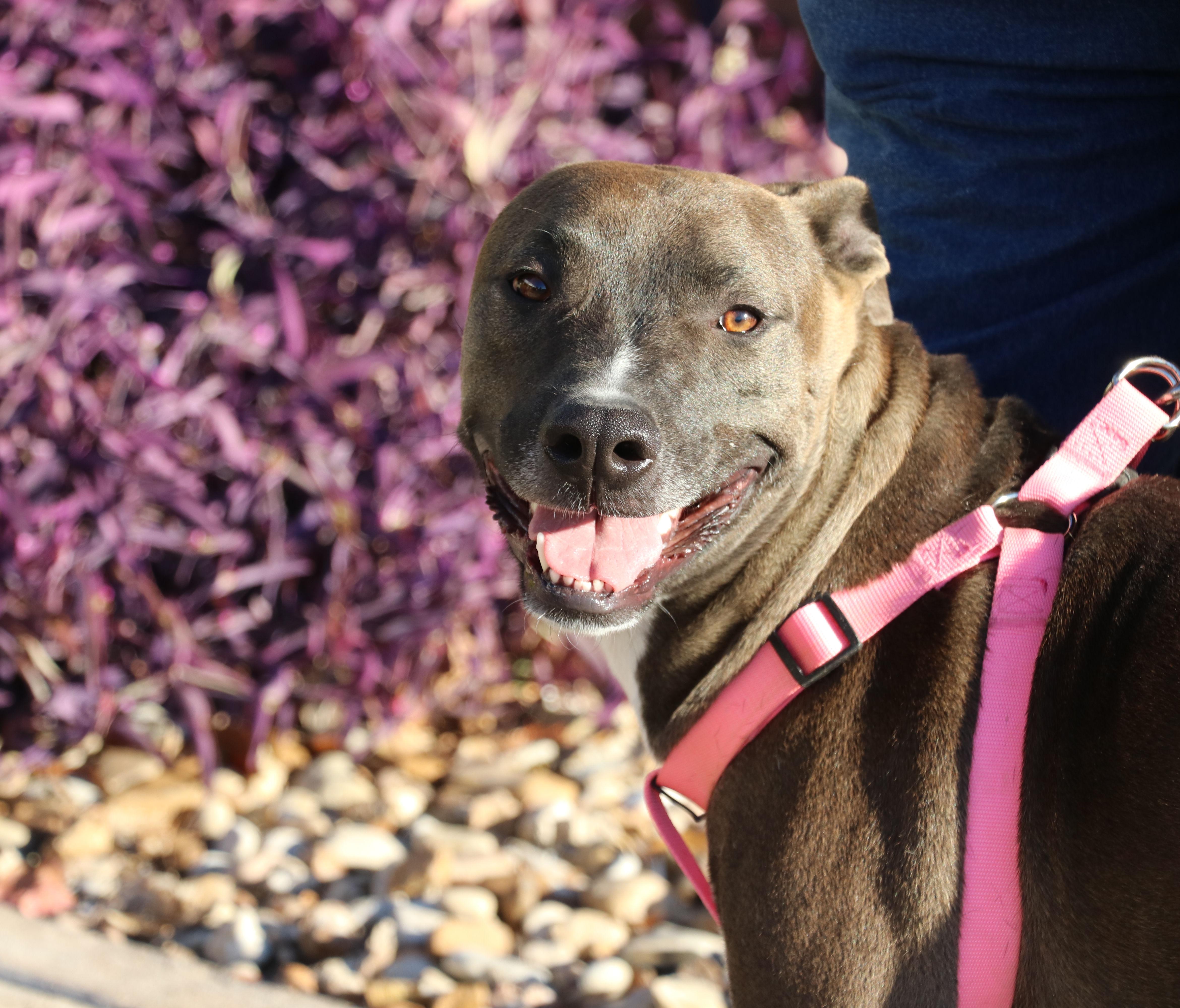 Tackle, a Adoptable mixed breed in Pflugerville, TX image 1/6