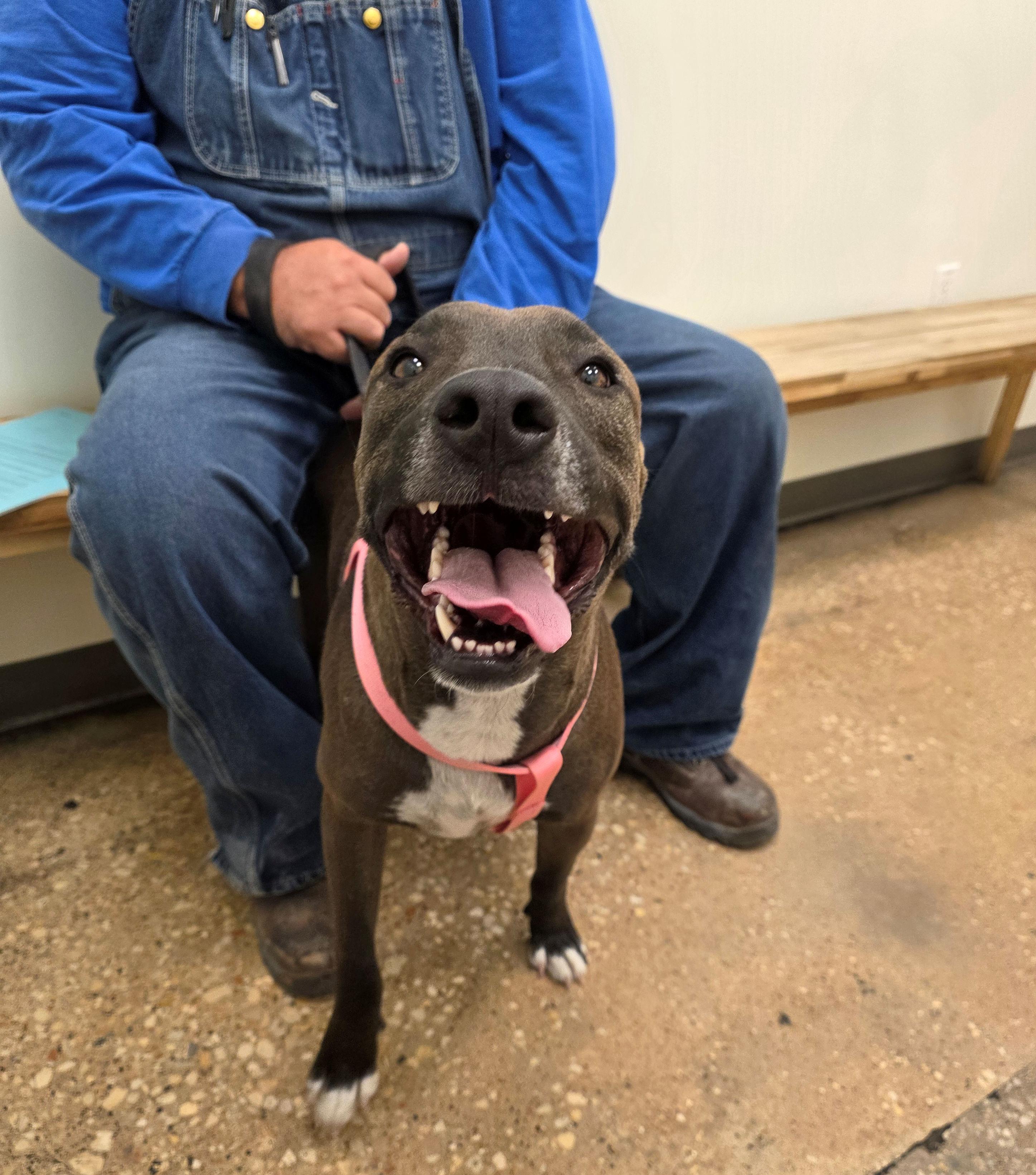 Tackle, a Adoptable mixed breed in Pflugerville, TX image 3/6