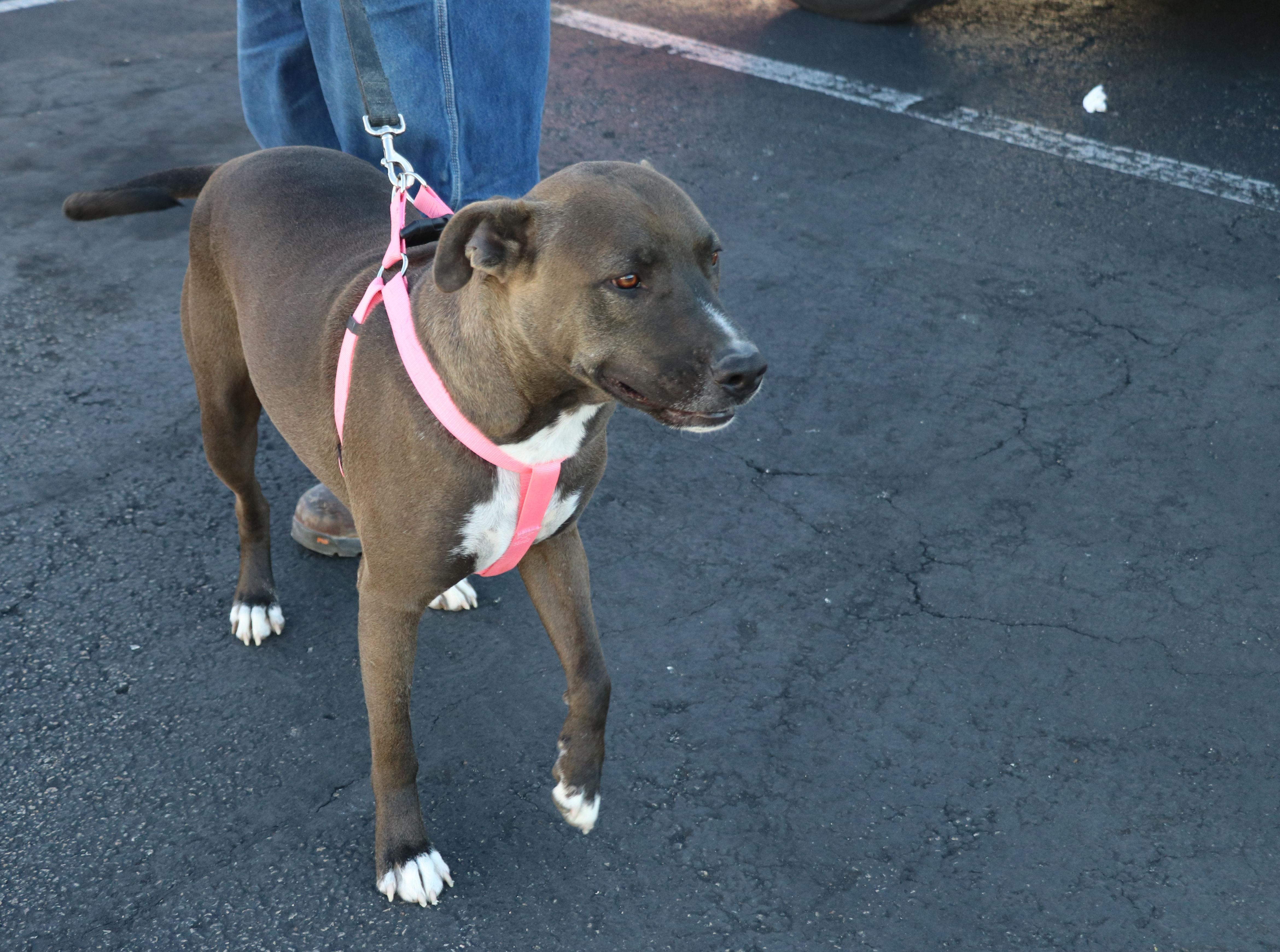 Tackle, a Adoptable mixed breed in Pflugerville, TX image 5/6
