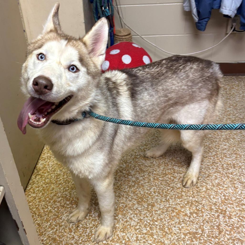 Enlarge Zeus, a Adoptable Siberian Husky in Chehalis, WA image 2/2