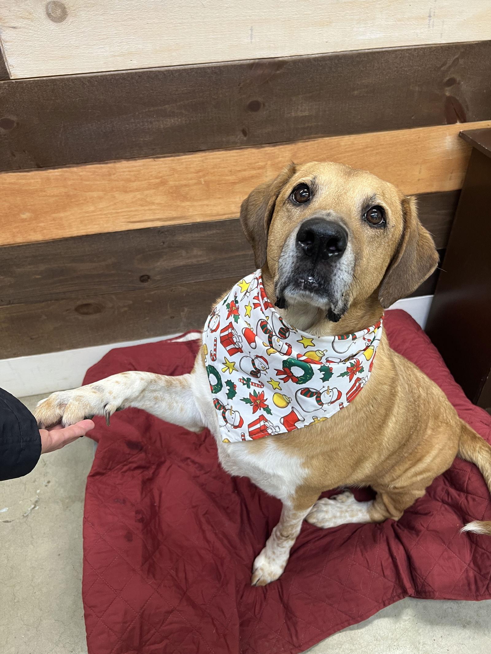 Gunner Dixon thumbnail 2