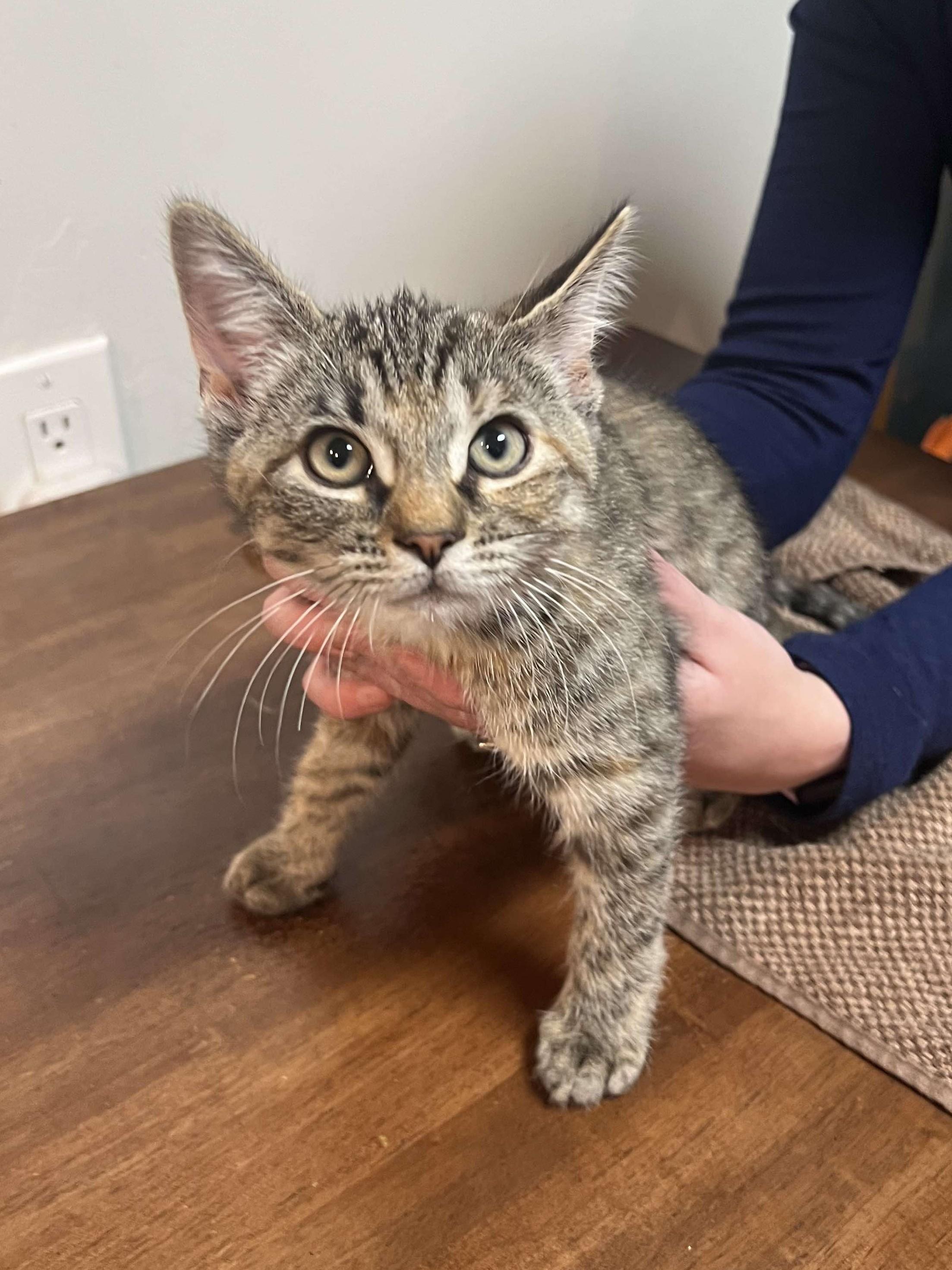 Penne, a Adoptable Domestic Short Hair in Rochester , NY image 5/6