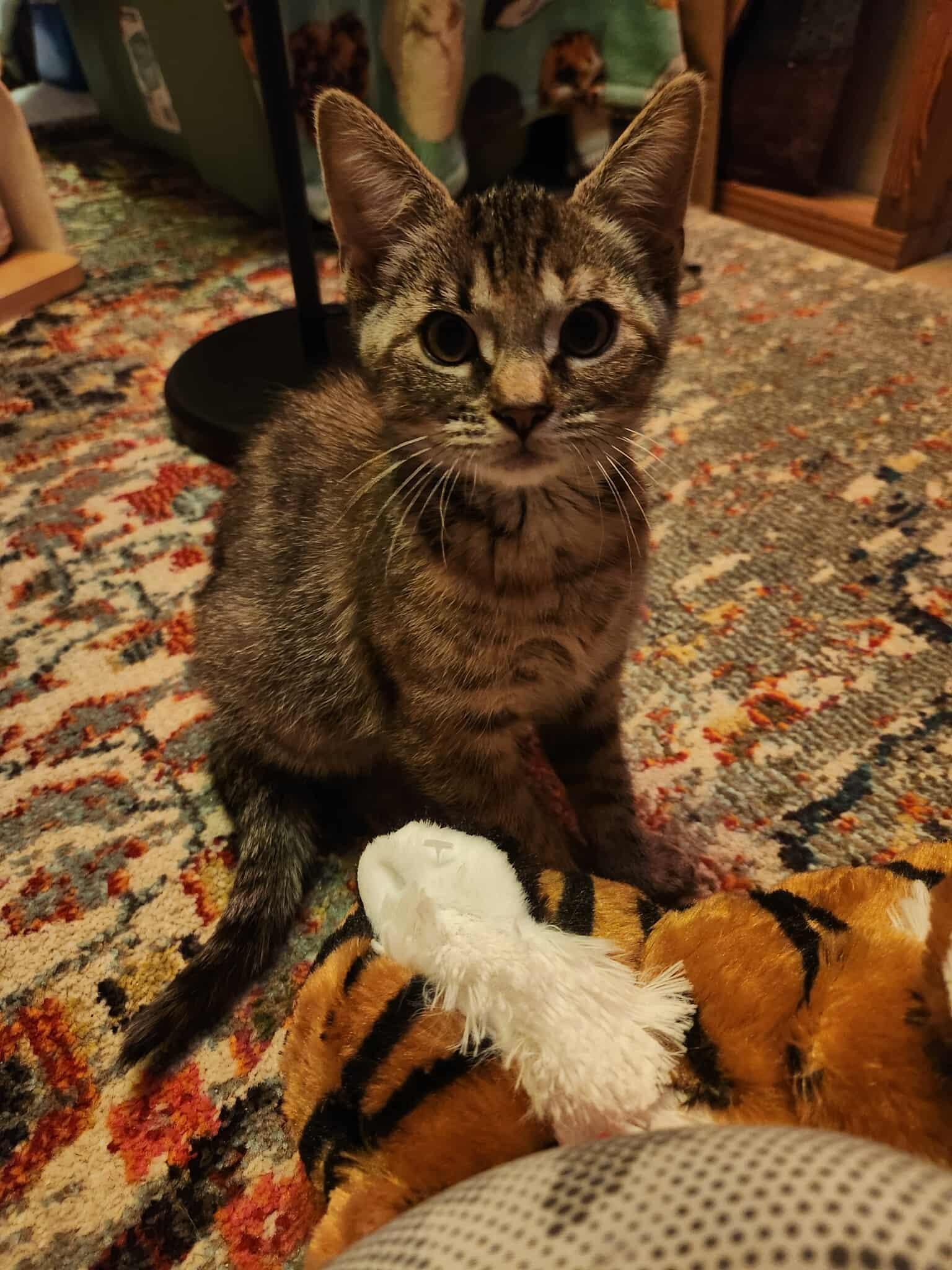 Penne, a Adoptable Domestic Short Hair in Rochester , NY image 6/6