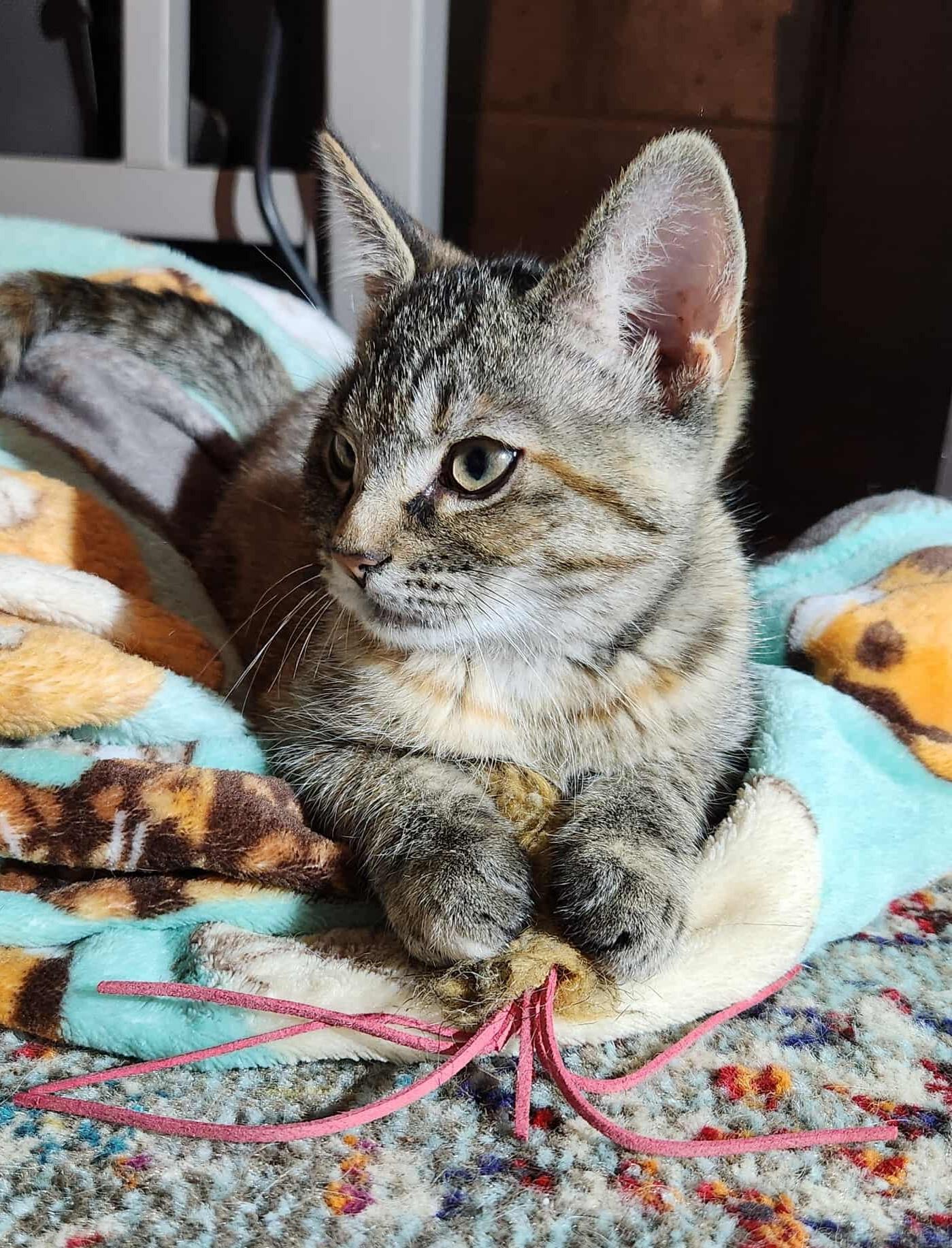 Penne, a Adoptable Domestic Short Hair in Rochester , NY image 3/6