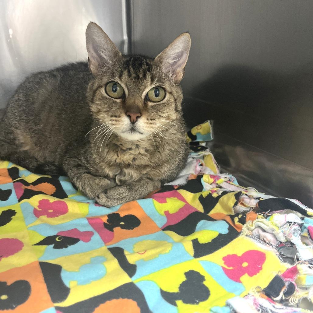 Enlarge Janelle, a Adoptable Domestic Short Hair in Idaho Falls, ID image 1/1