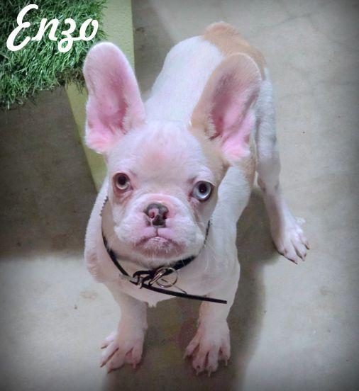 Enzo, Adoptable, Young Male French Bulldog & Boston Terrier.