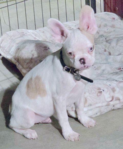 Enlarge Enzo, a Adoptable mixed breed in Anaheim Hills, CA image 2/3