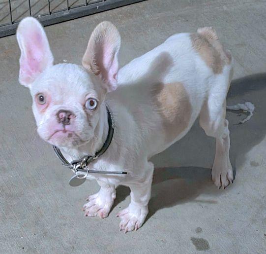 Enlarge Enzo, a Adoptable mixed breed in Anaheim Hills, CA image 3/3