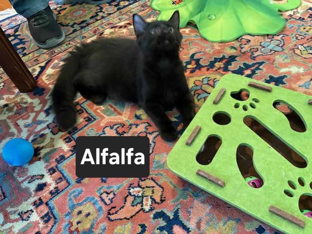 Enlarge Alfalfa, a Adoptable Domestic Short Hair in Wilson, NC image 1/2