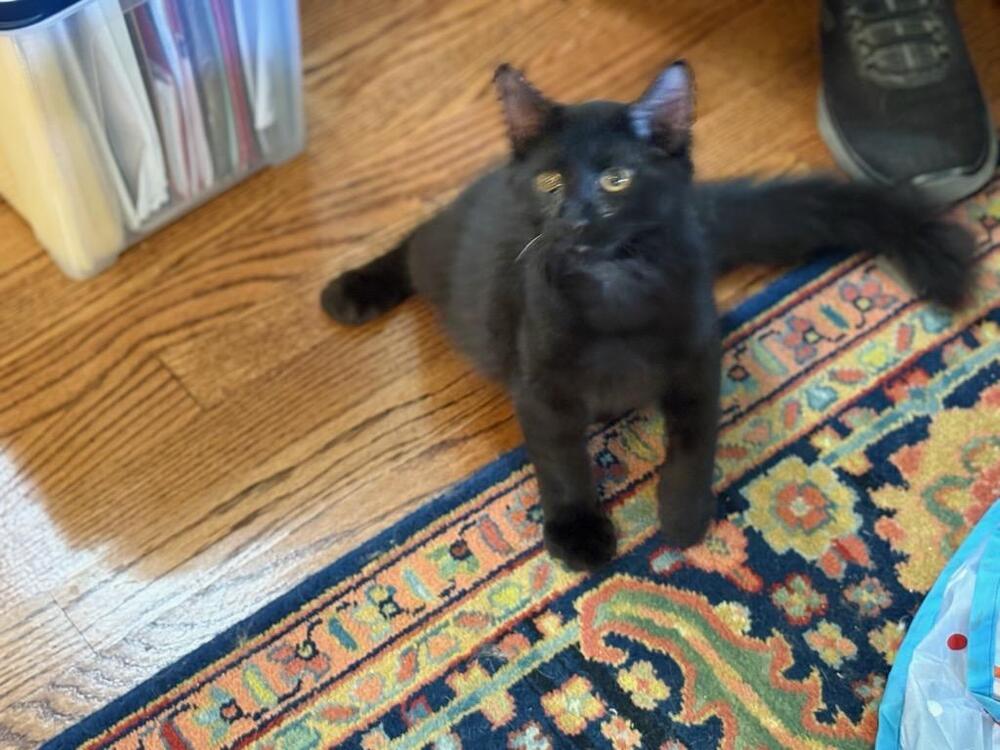Enlarge Alfalfa, a Adoptable Domestic Short Hair in Wilson, NC image 2/2