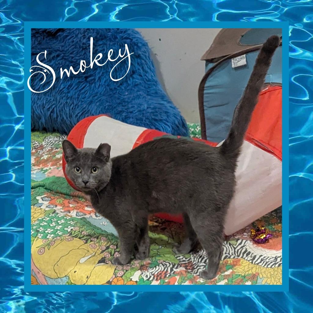 Smokey (Gentry), Adoptable, Young Male Domestic Short Hair.