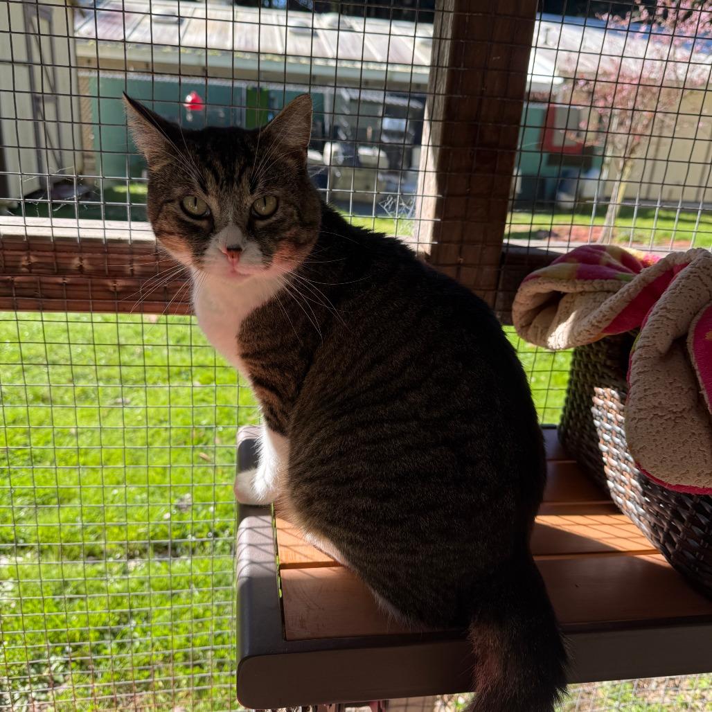 Enlarge Rambo, a Adoptable Domestic Short Hair in Fort Bragg, CA image 2/4