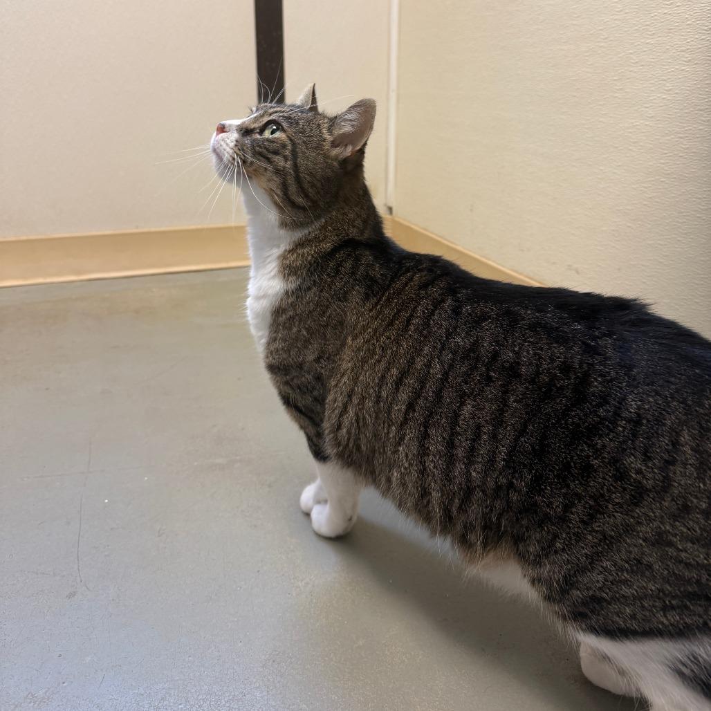 Rambo, a Adoptable Domestic Short Hair in Fort Bragg, CA image 2/3