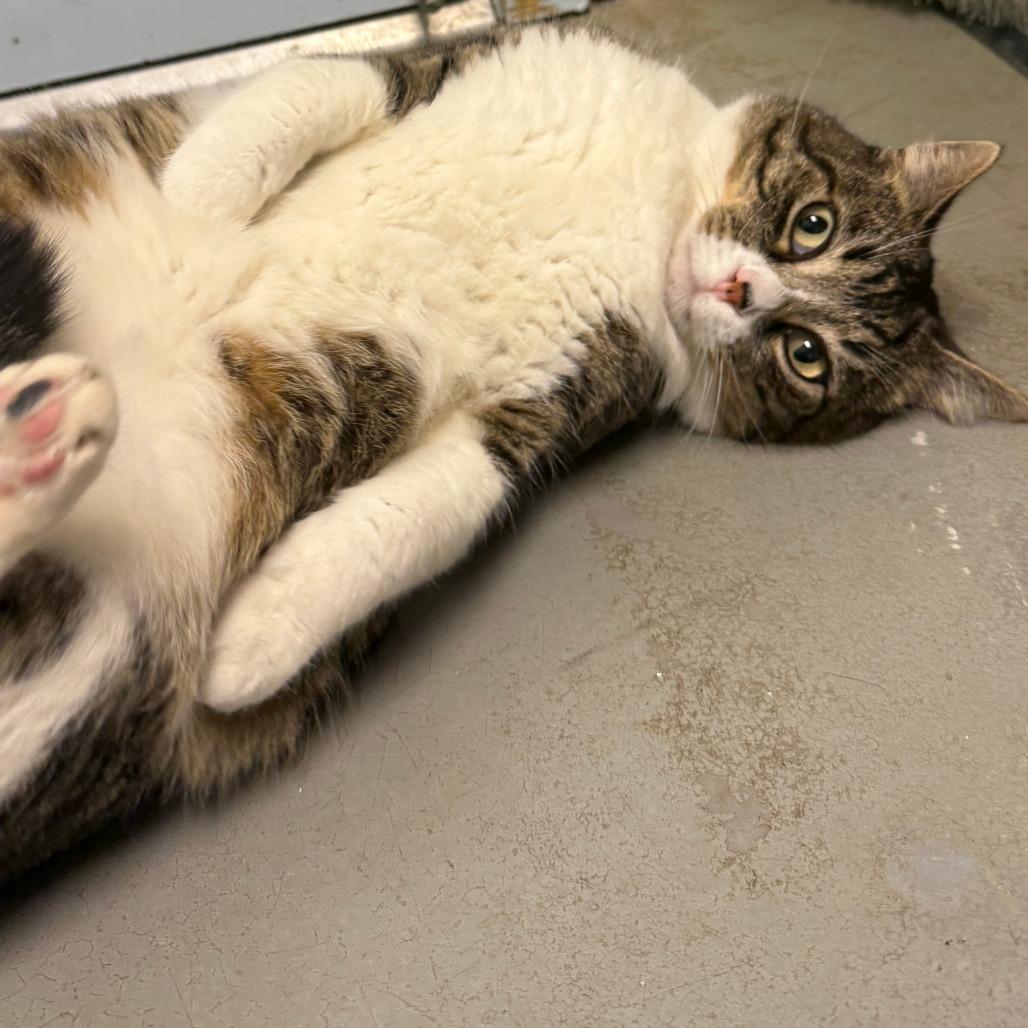 Rambo, a Adoptable Domestic Short Hair in Fort Bragg, CA image 3/3