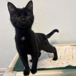 Enlarge Levon, an adopted Domestic Short Hair in Greensburg, PA image 2/2