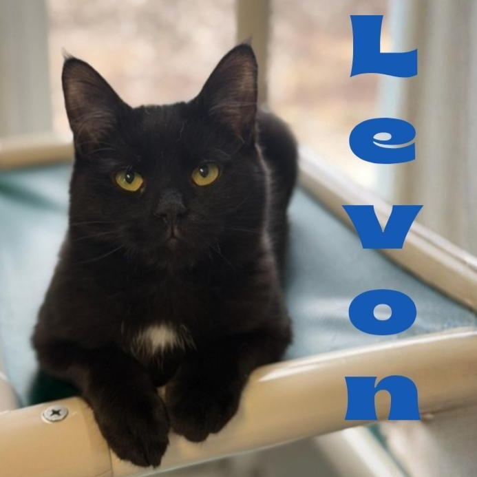Enlarge Levon, an adopted Domestic Short Hair in Greensburg, PA image 1/2