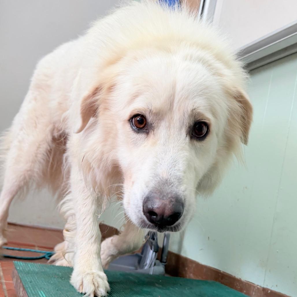 Angel, Adoptable, Adult Female Great Pyrenees & Mixed Breed.
