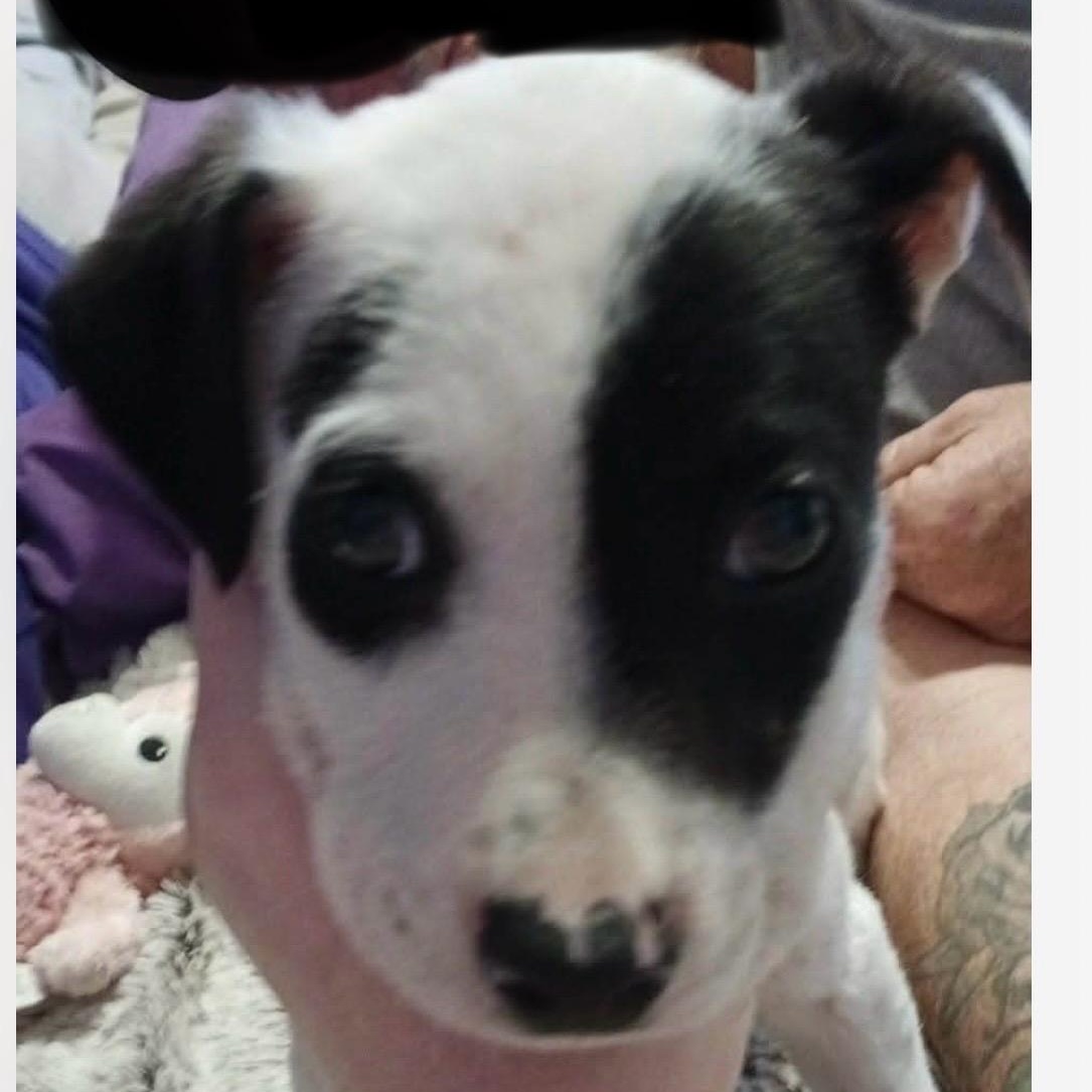 Indigo , ADOPTABLE, Puppy Male Jack Russell Terrier.